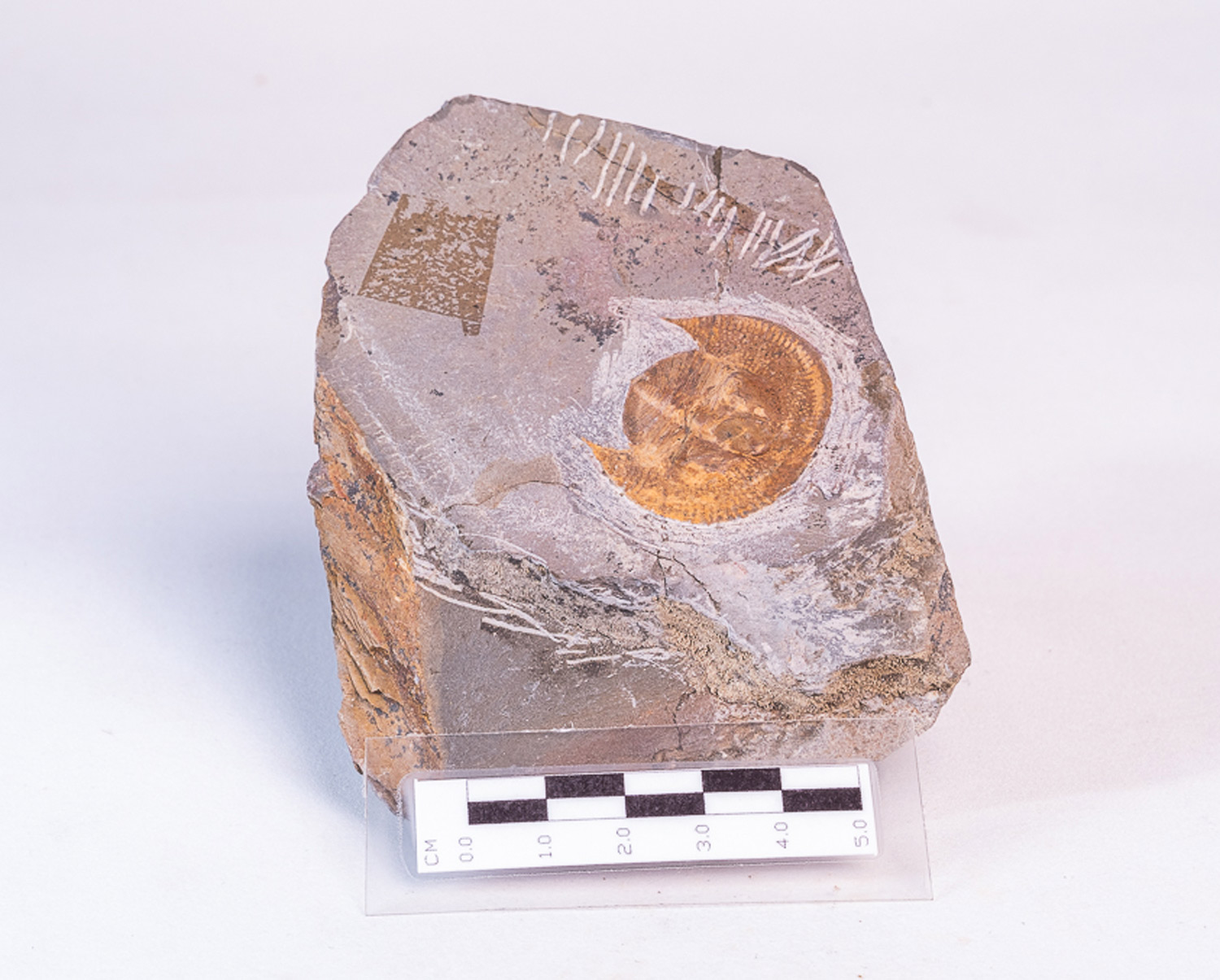 Trilobita: <i>Declivolithus</i> sp. - Imagem 3