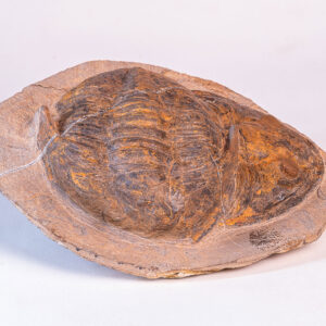 Trilobita: <i>Megalaspides (Lannacus)</i> sp.: sobreposição de fósseis