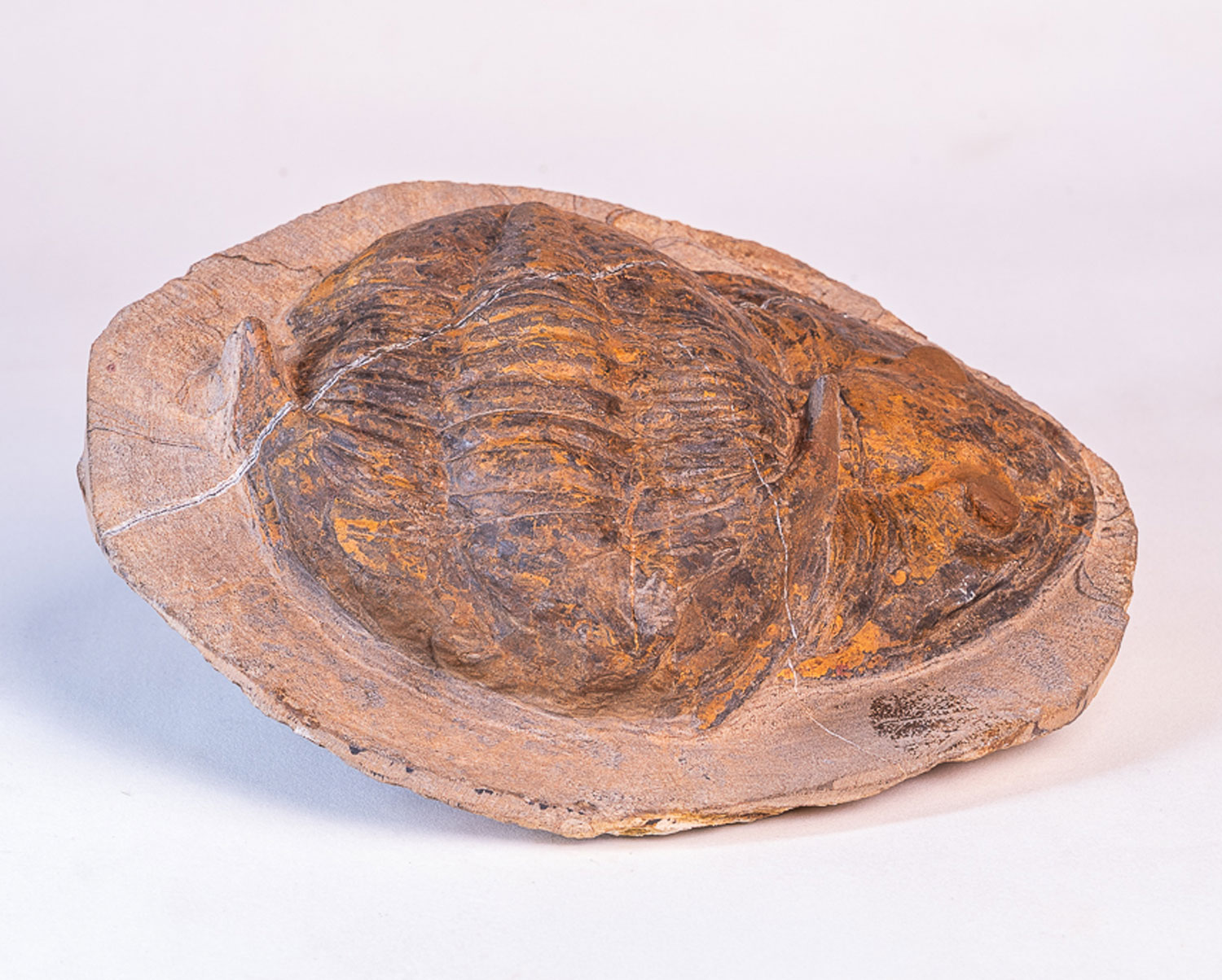 Trilobita: <i>Megalaspides (Lannacus)</i> sp.: sobreposição de fósseis