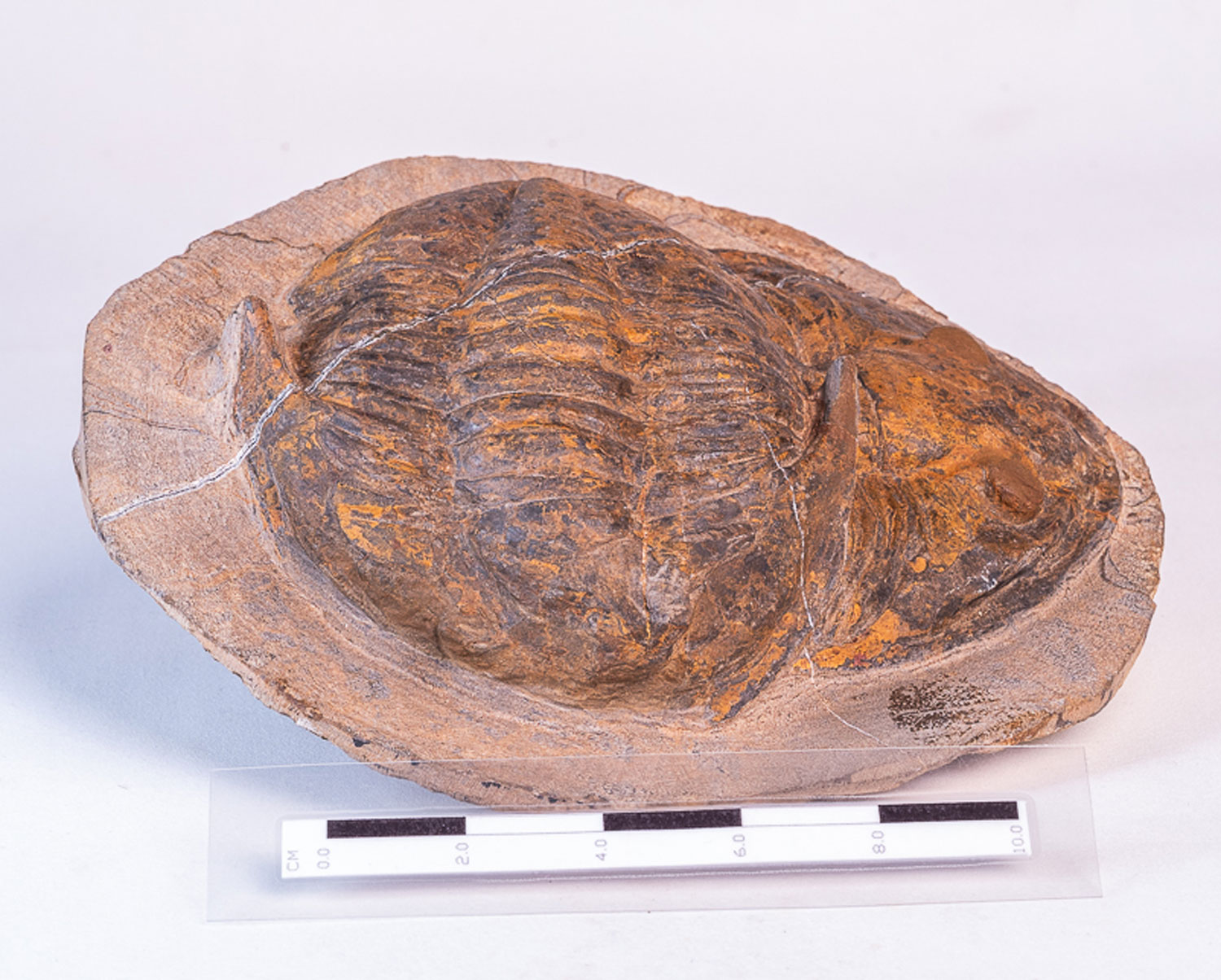 Trilobita: <i>Megalaspides (Lannacus)</i> sp.: sobreposição de fósseis - Imagem 2