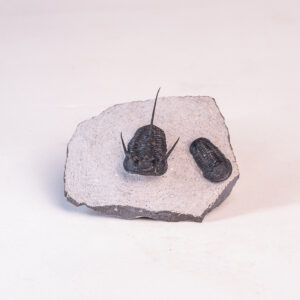 Trilobita: <i>Cyphaspis</i> sp. e <i>Gerastos</i> sp.