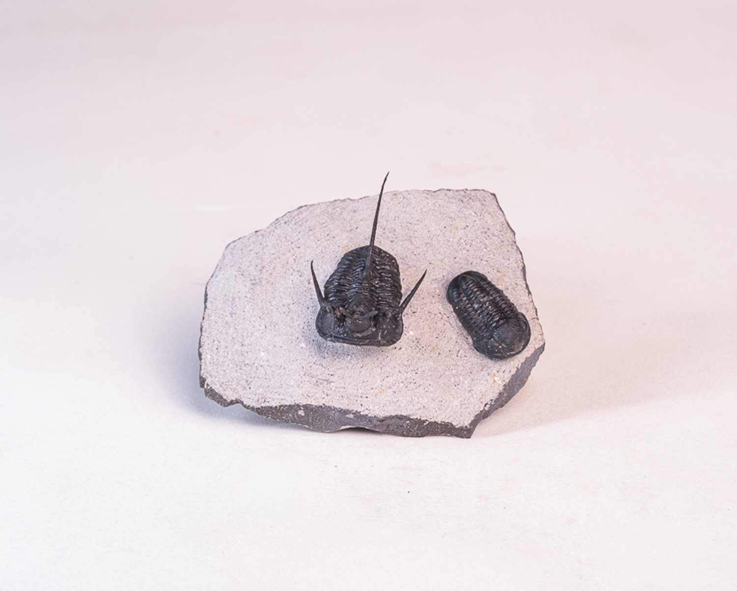 Trilobita: <i>Cyphaspis</i> sp. e <i>Gerastos</i> sp.