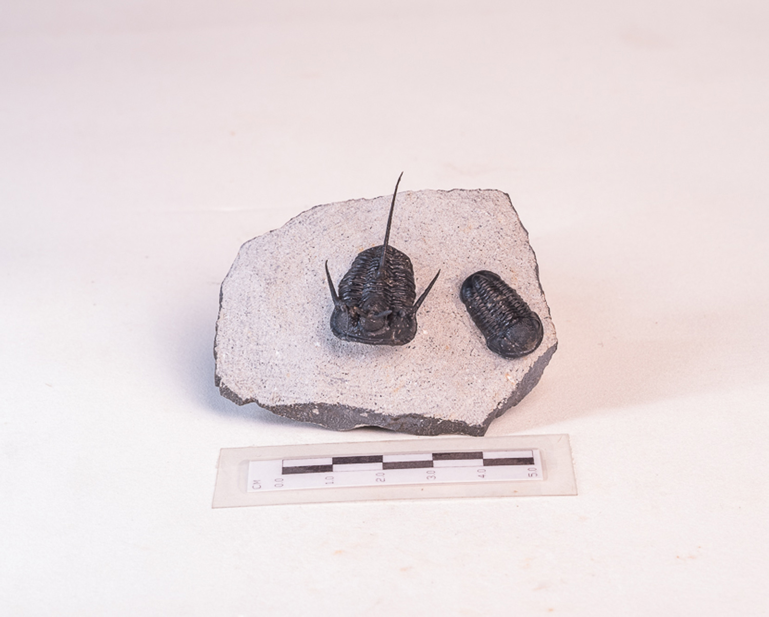 Trilobita: <i>Cyphaspis</i> sp. e <i>Gerastos</i> sp. - Imagem 3