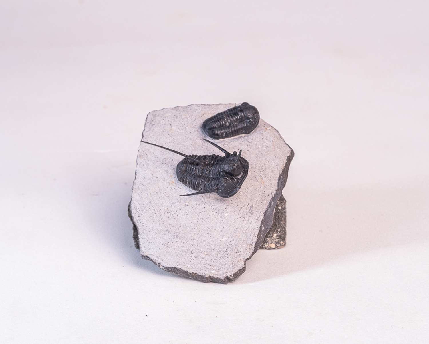 Trilobita: <i>Cyphaspis</i> sp. e <i>Gerastos</i> sp. - Imagem 2