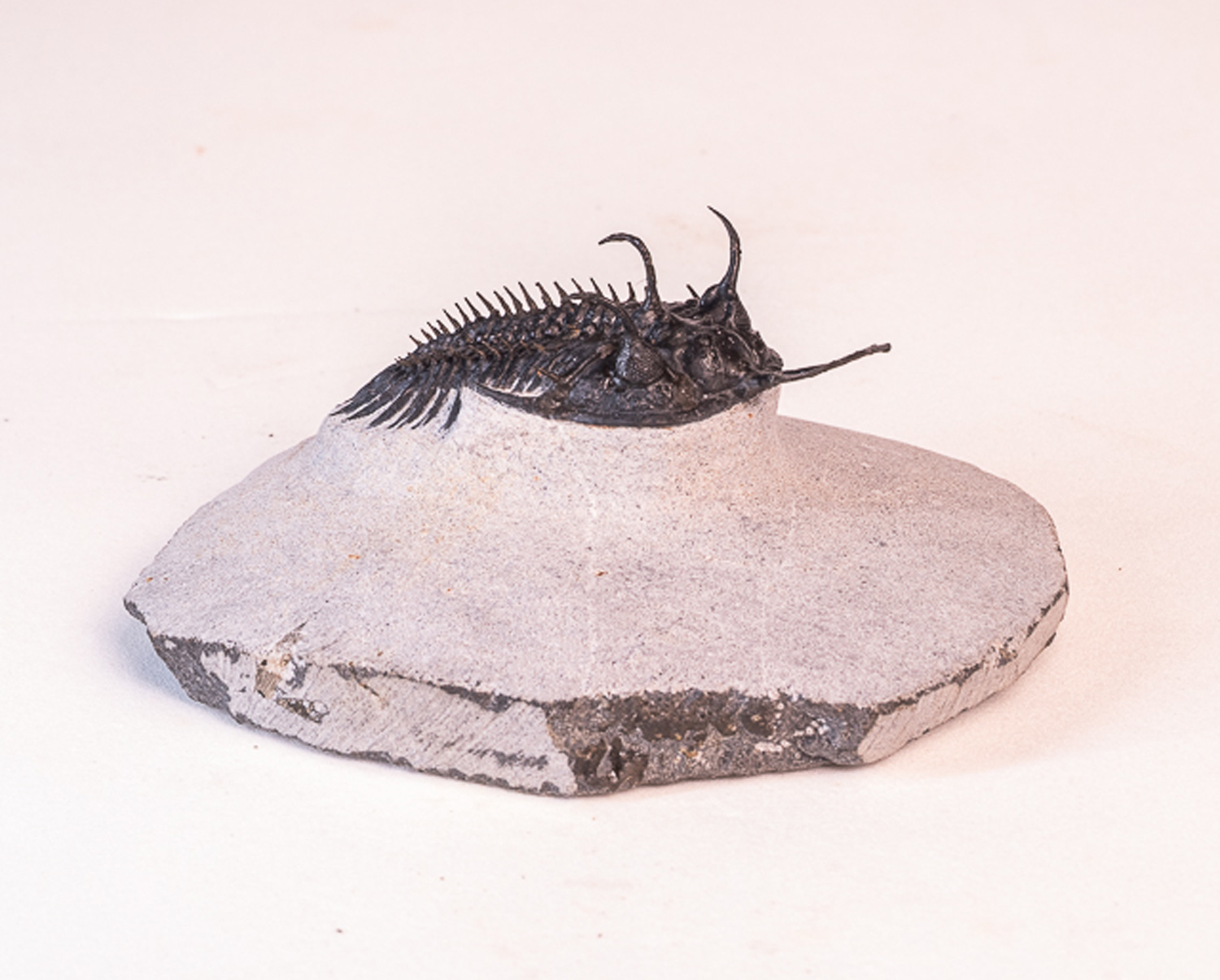 Trilobita: <i>Walliserops lindoei</i> 2 - Imagem 2