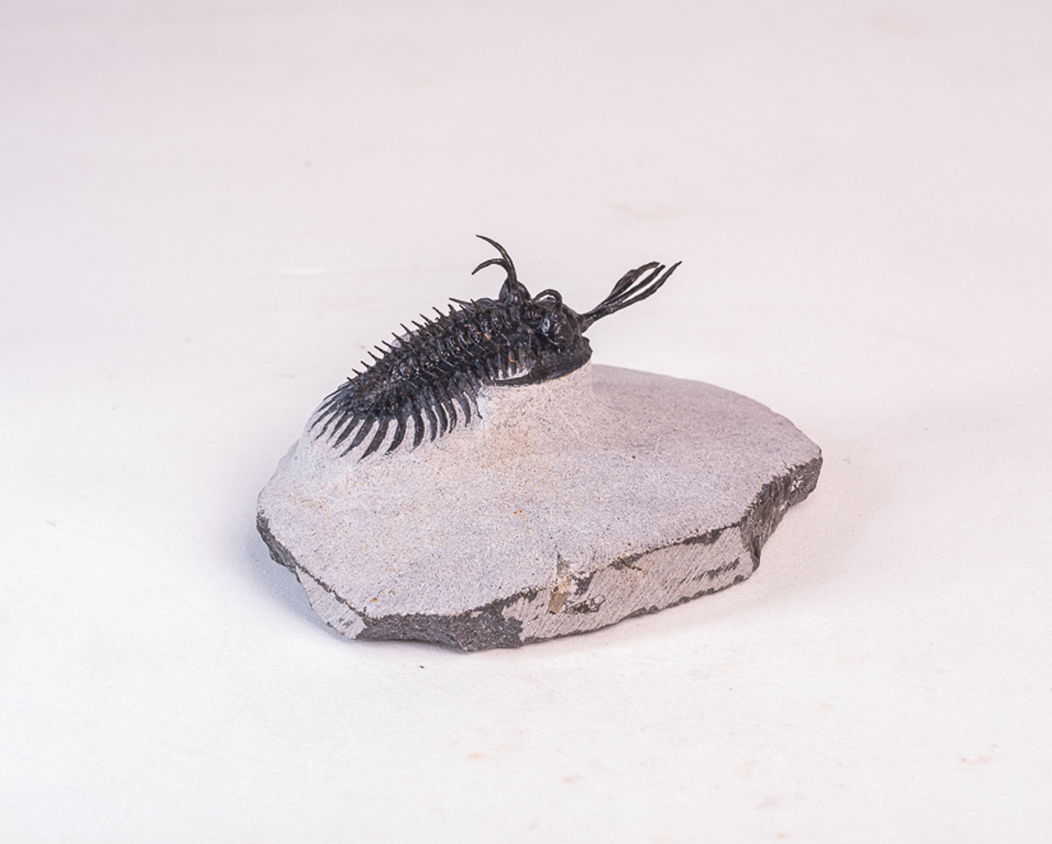 Trilobita: <i>Walliserops lindoei</i> 2 - Imagem 3