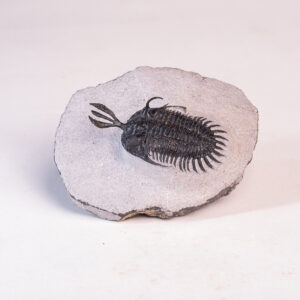 Trilobita: <i>Walliserops lindoei</i> 2
