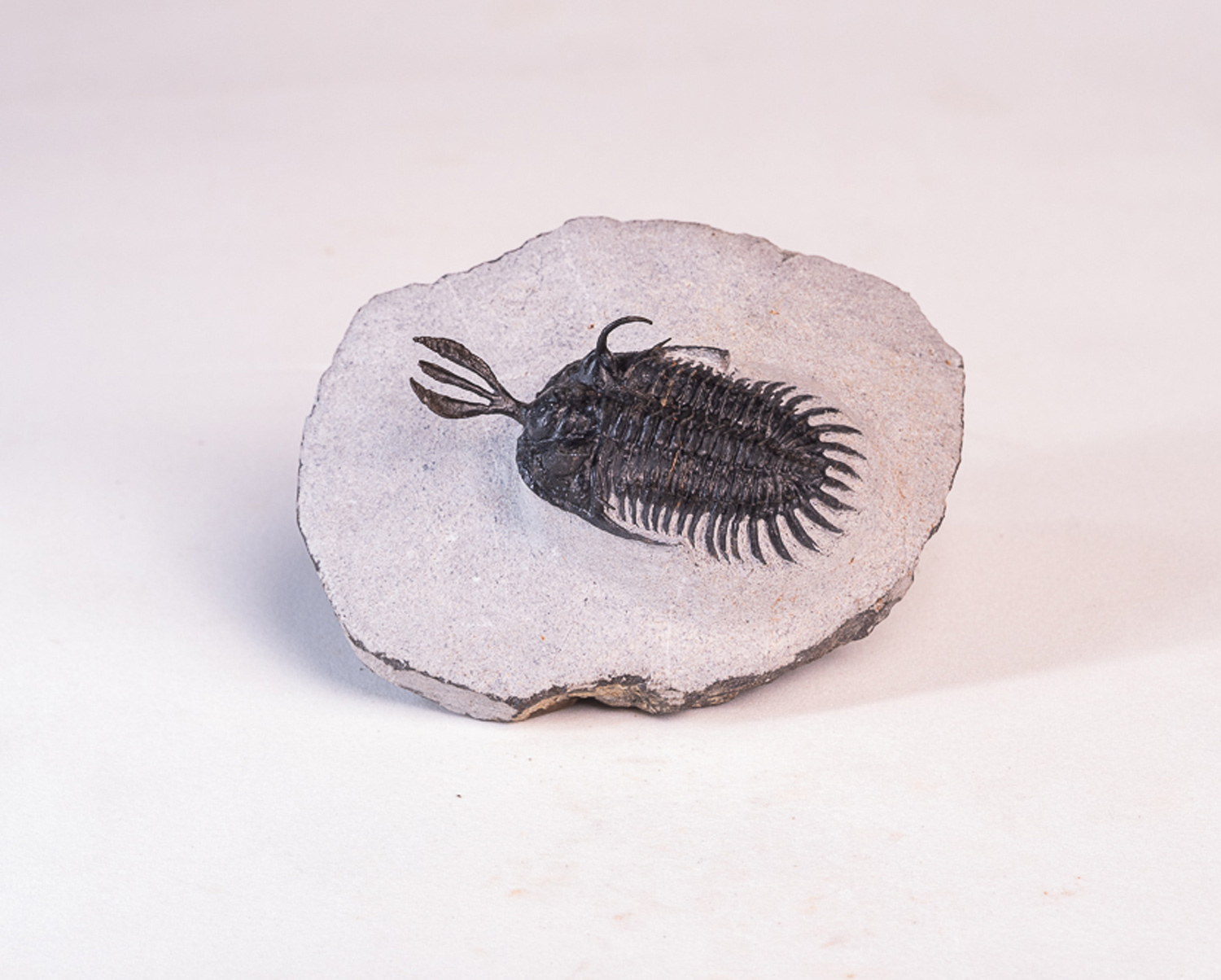 Trilobita: <i>Walliserops lindoei</i> 2