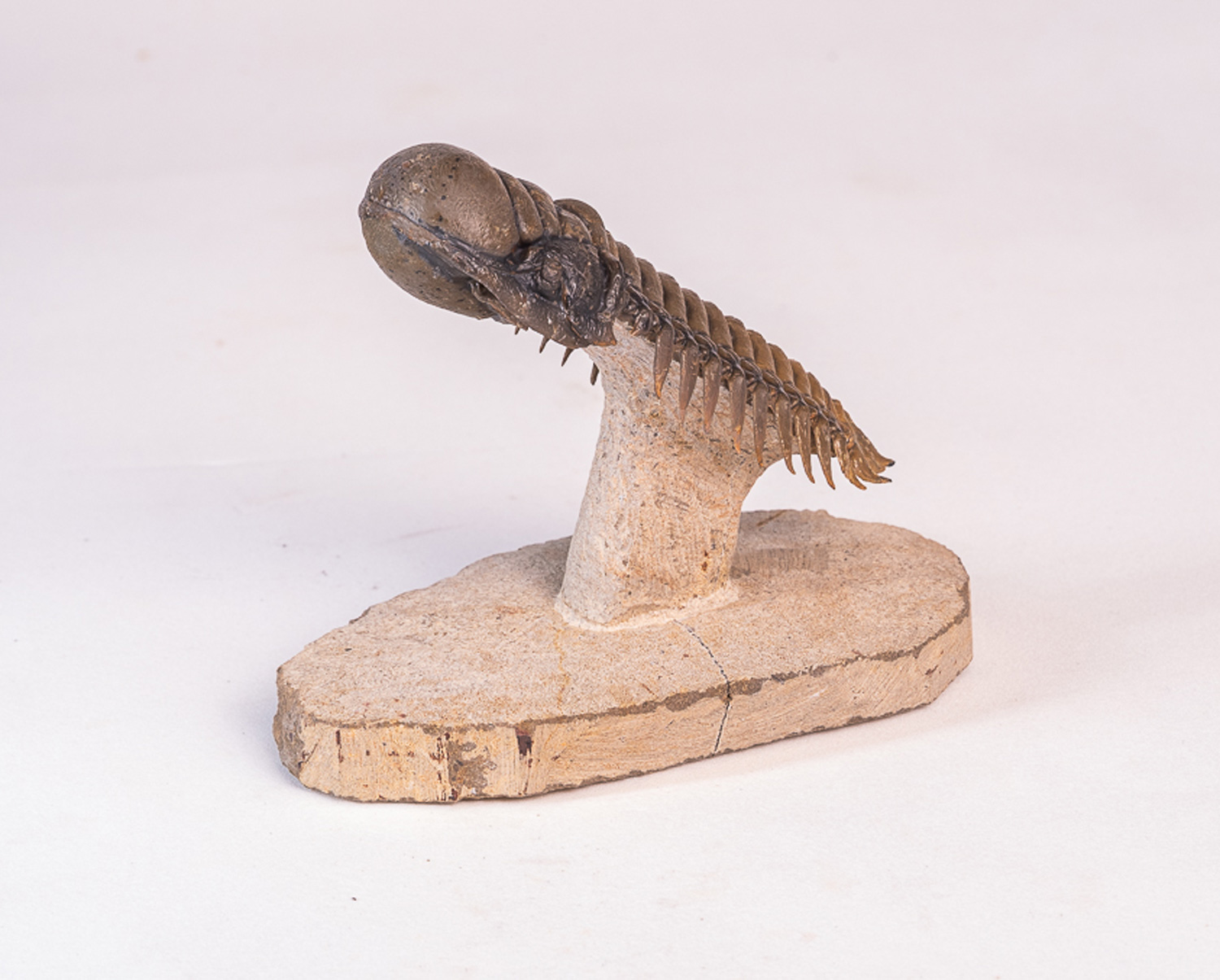 Trilobita: <i>Crotalocephalus (Crotalocephalina) gibbus</i> 3 - Imagem 2