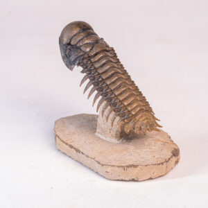 Trilobita: <i>Crotalocephalus (Crotalocephalina) gibbus</i> 3