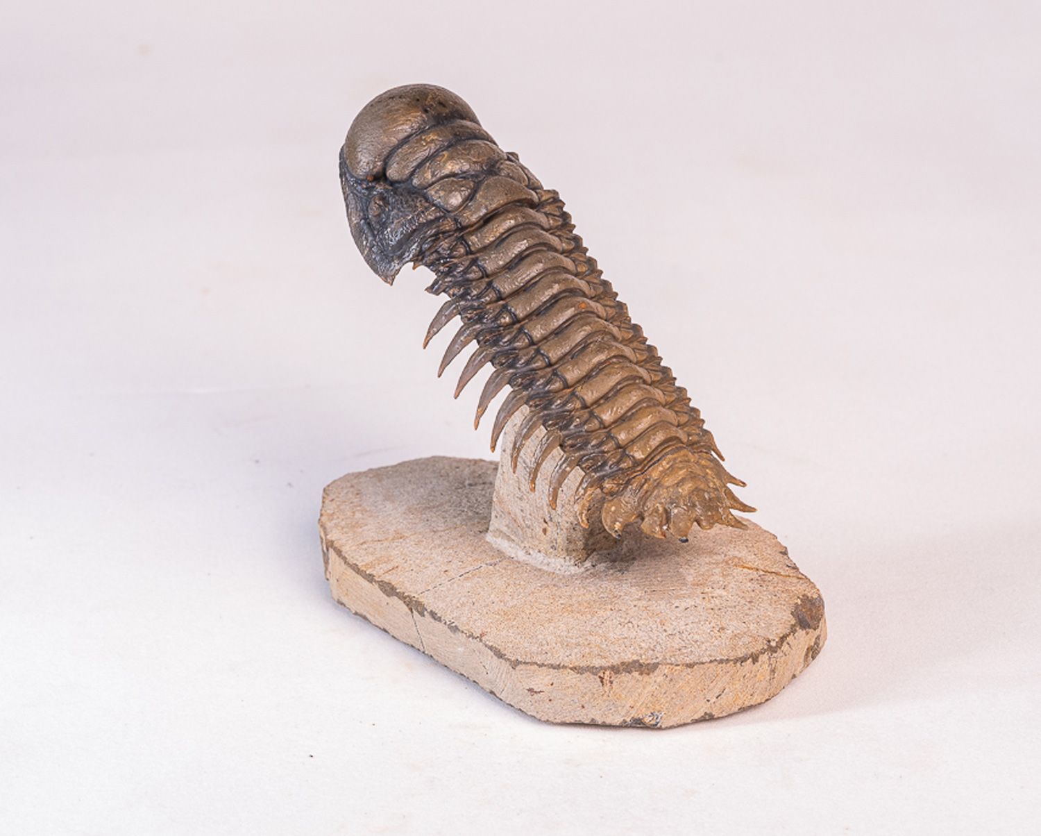 Trilobita: <i>Crotalocephalus (Crotalocephalina) gibbus</i> 3