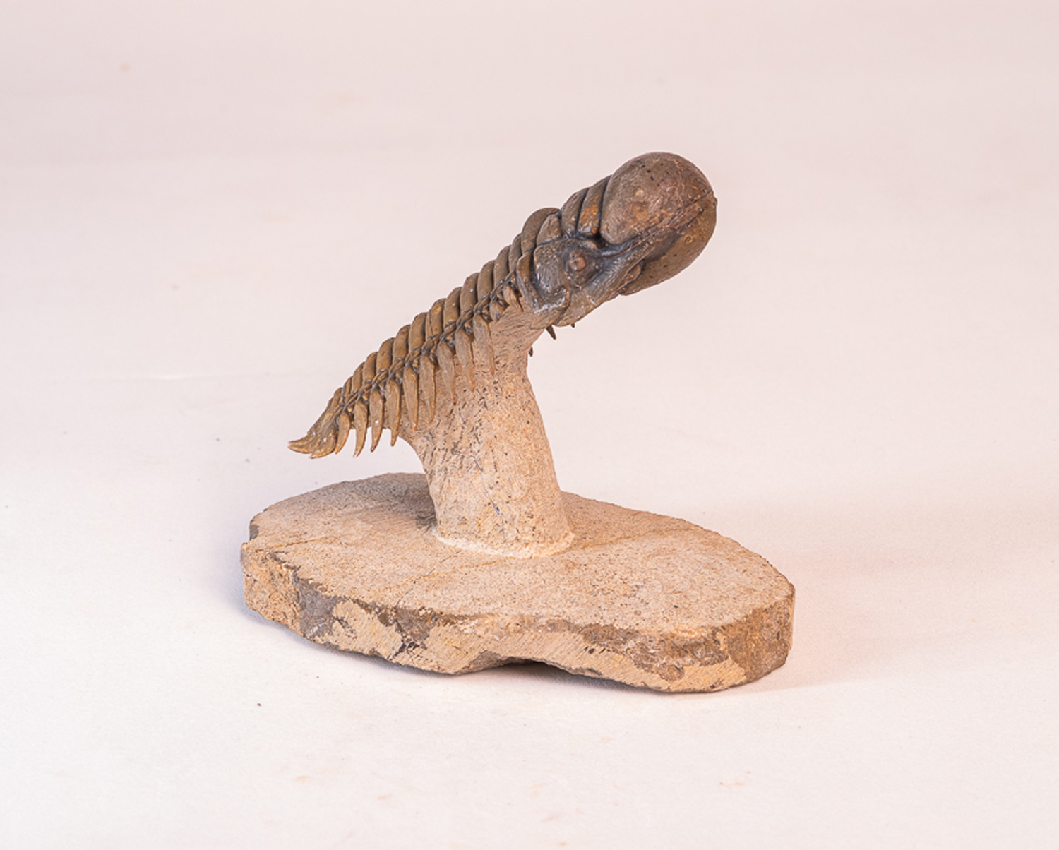 Trilobita: <i>Crotalocephalus (Crotalocephalina) gibbus</i> 3 - Imagem 3