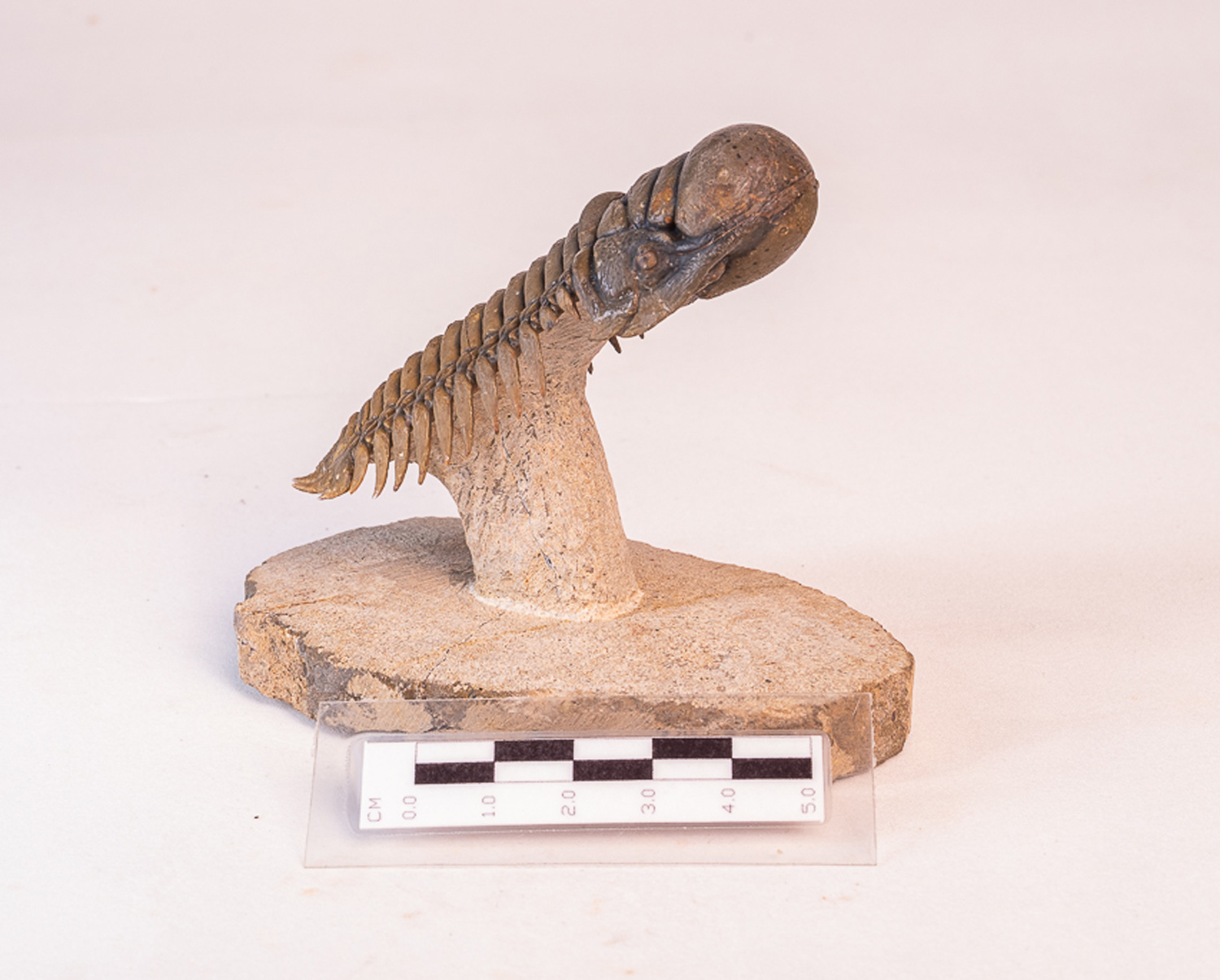Trilobita: <i>Crotalocephalus (Crotalocephalina) gibbus</i> 3 - Imagem 4