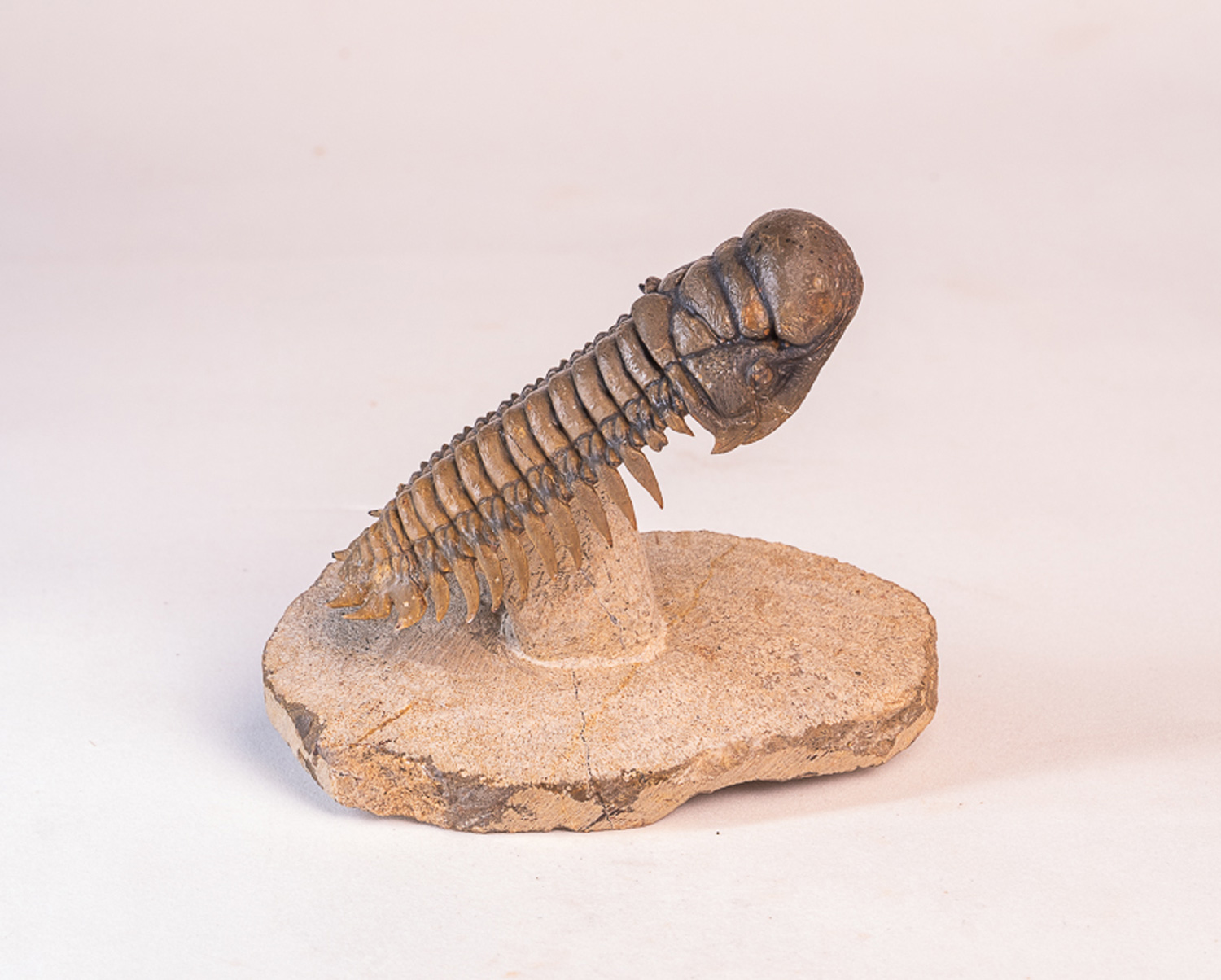Trilobita: <i>Crotalocephalus (Crotalocephalina) gibbus</i> 3 - Imagem 5