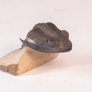 Trilobita: <i>Hollardops</i> sp. - 5