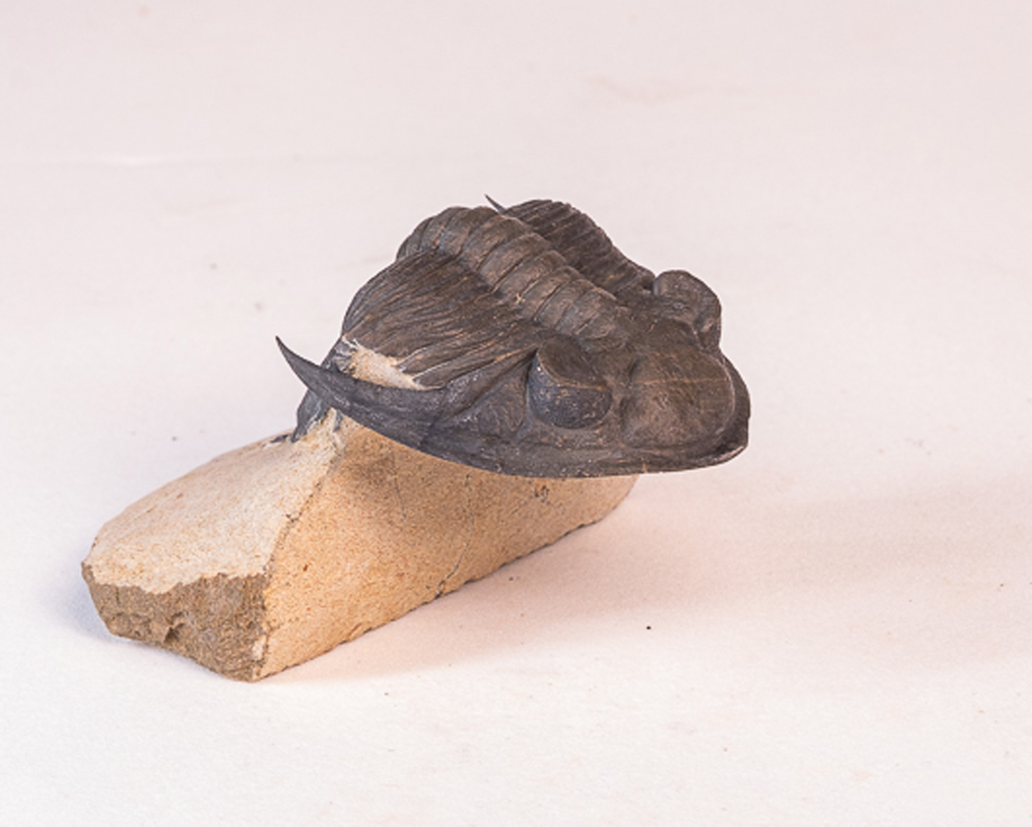 Trilobita: <i>Hollardops</i> sp. - 5