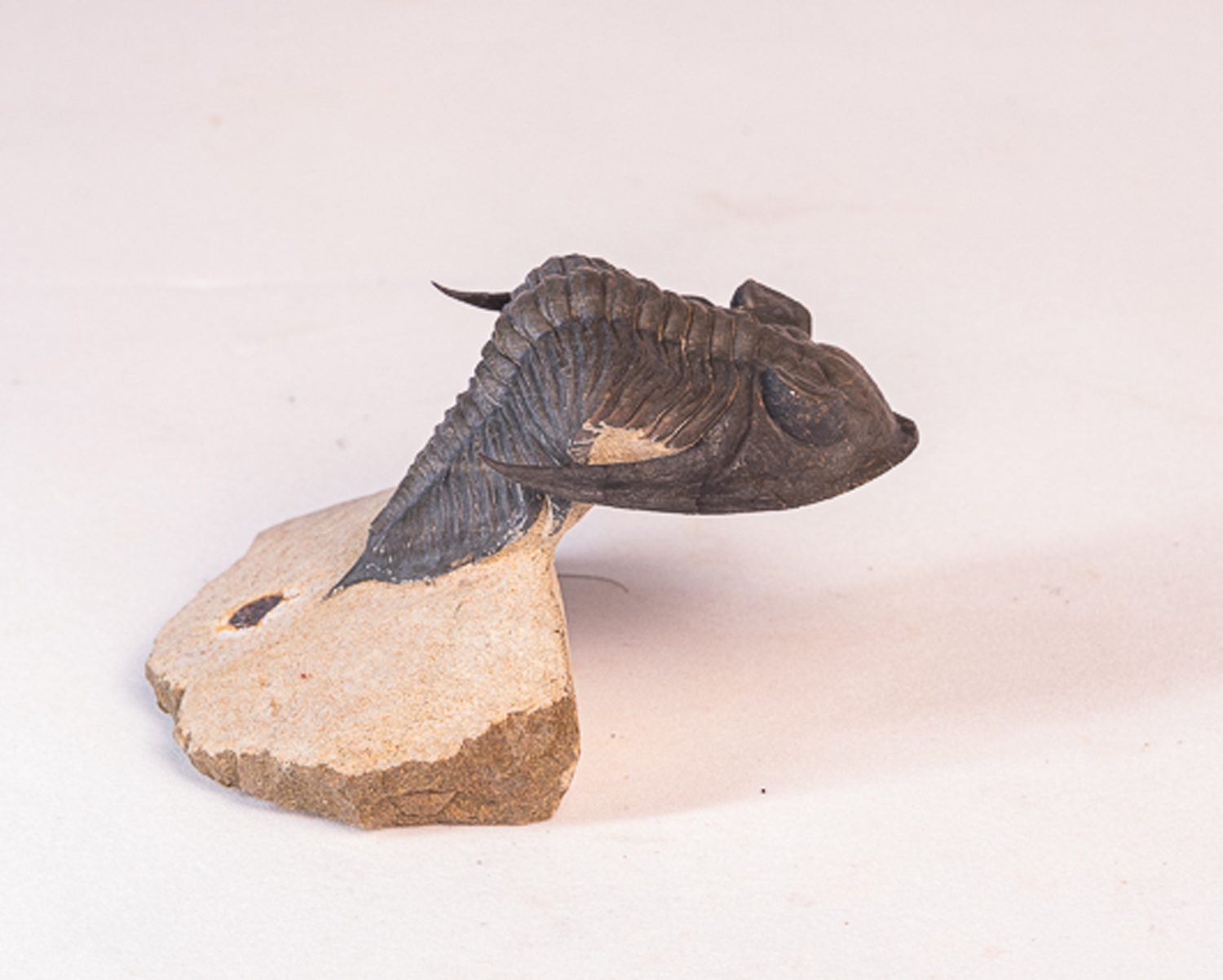 Trilobita: <i>Hollardops</i> sp. - 5 - Imagem 2