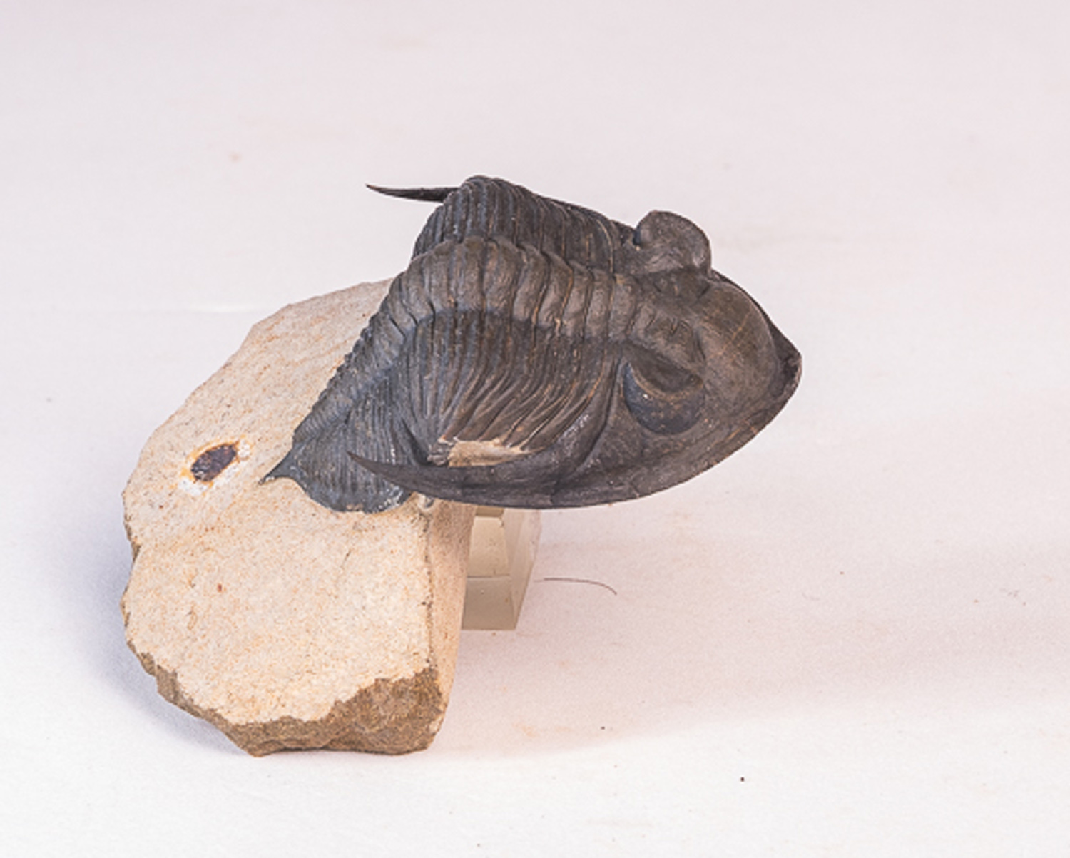 Trilobita: <i>Hollardops</i> sp. - 5 - Imagem 3