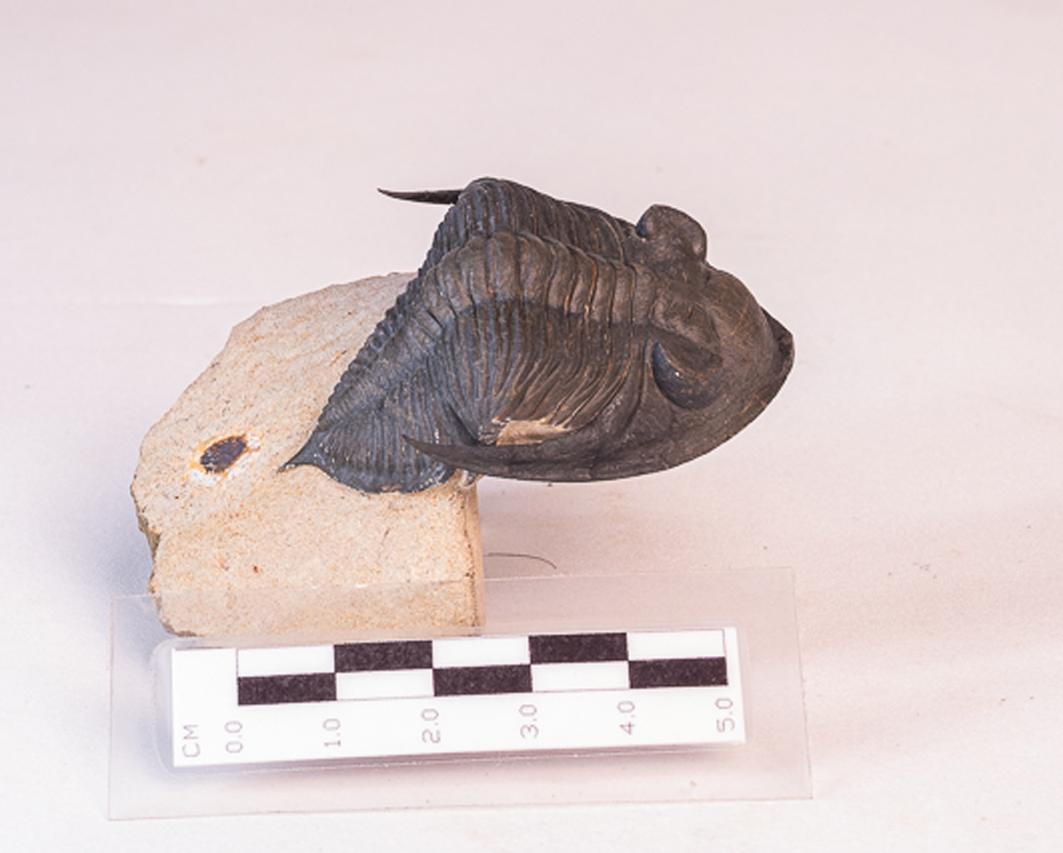 Trilobita: <i>Hollardops</i> sp. - 5 - Imagem 4