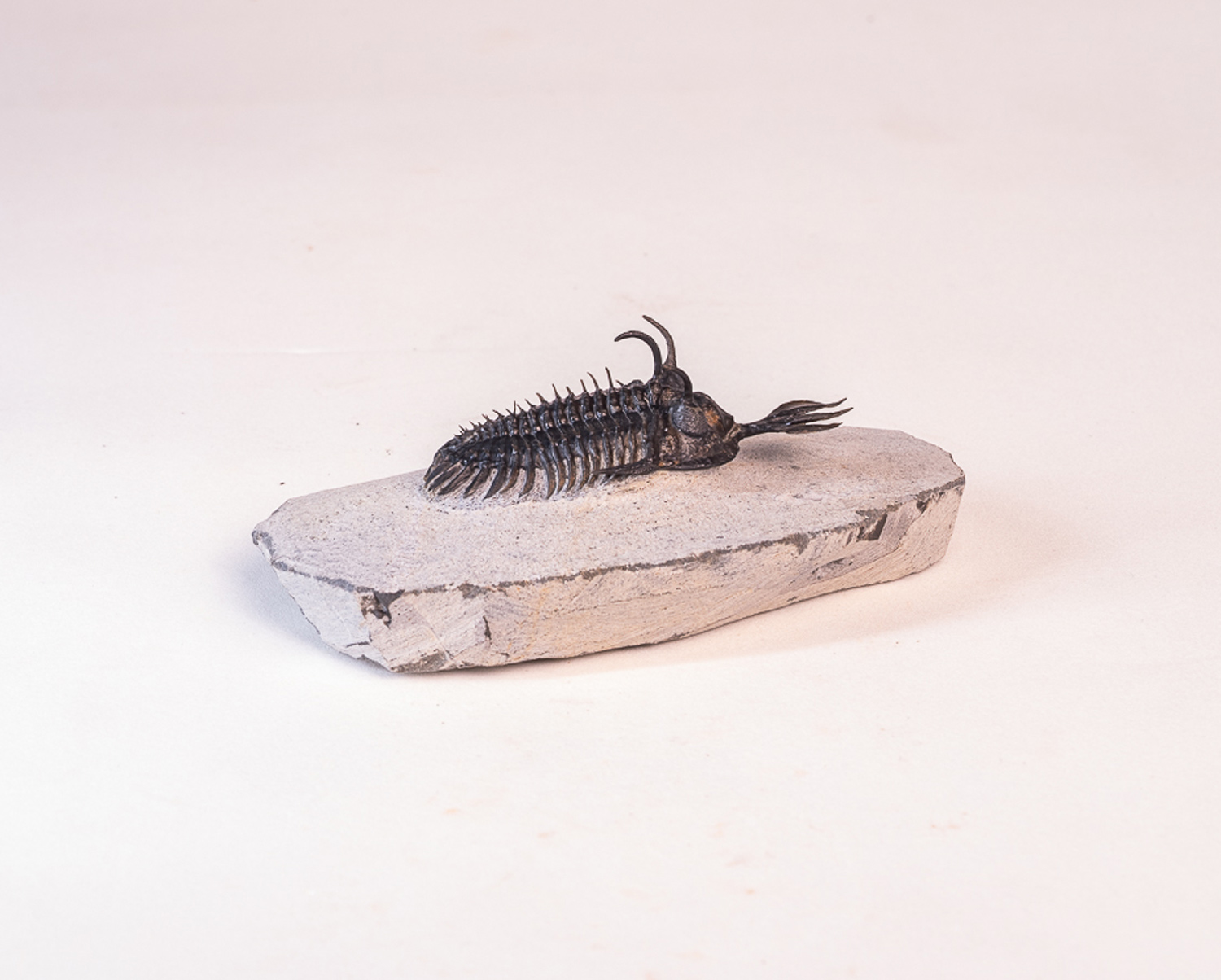 Trilobita: <i>Walliserops lindoei</i> 3 - Imagem 2