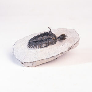 Trilobita: <i>Walliserops lindoei</i> 3