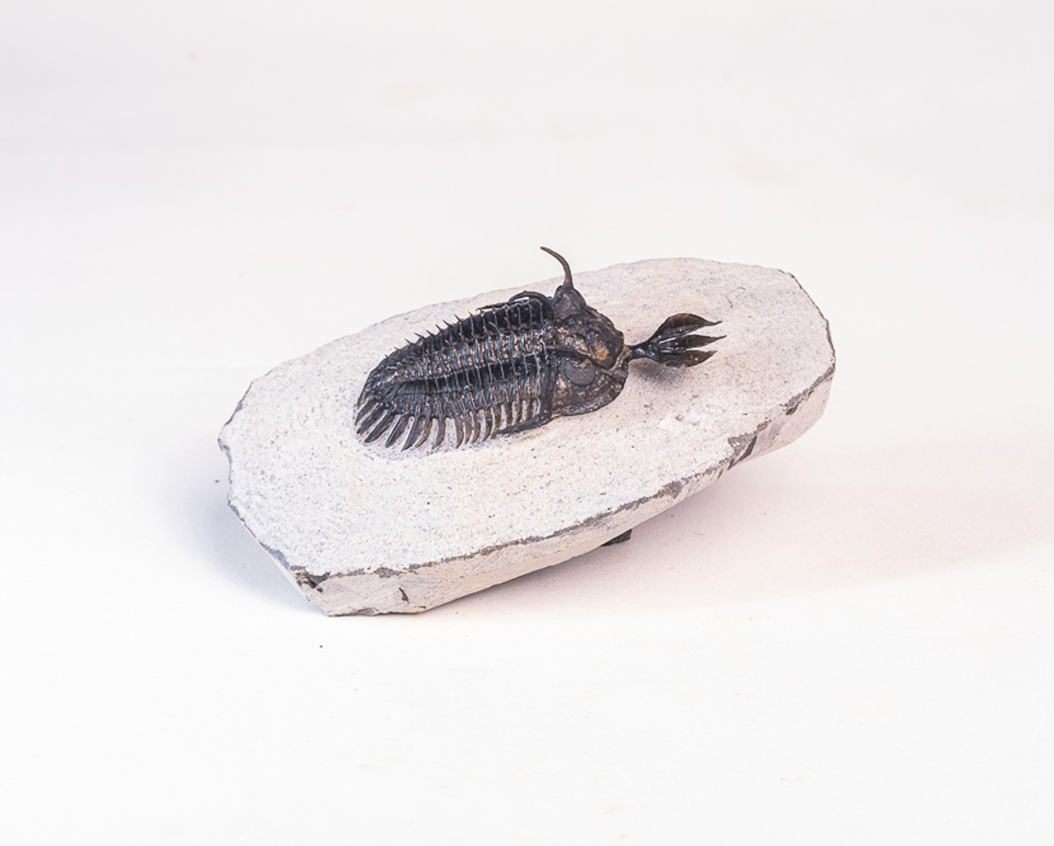Trilobita: <i>Walliserops lindoei</i> 3