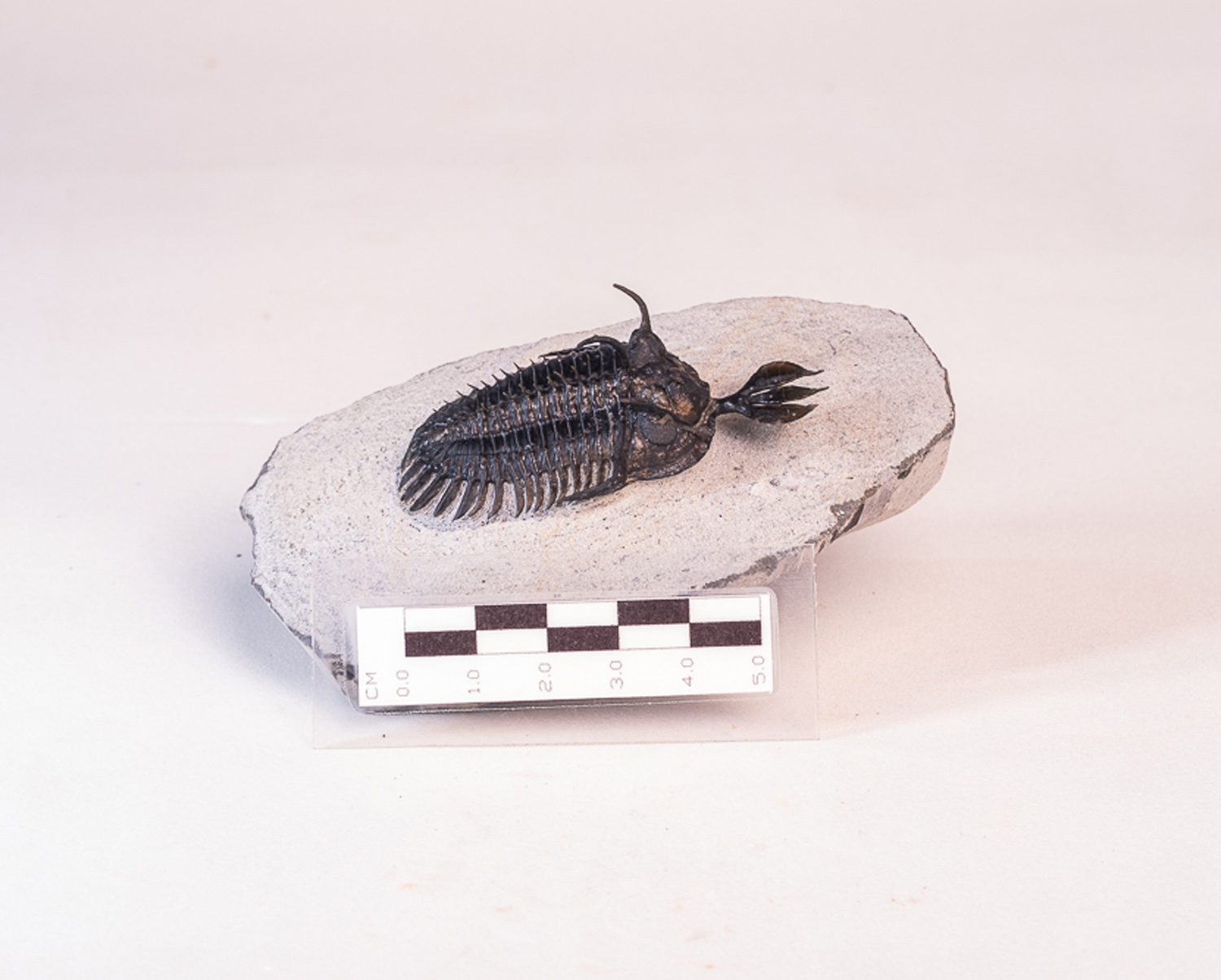 Trilobita: <i>Walliserops lindoei</i> 3 - Imagem 3