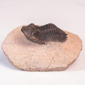Trilobita: <i>Hollardops</i> sp. - 7