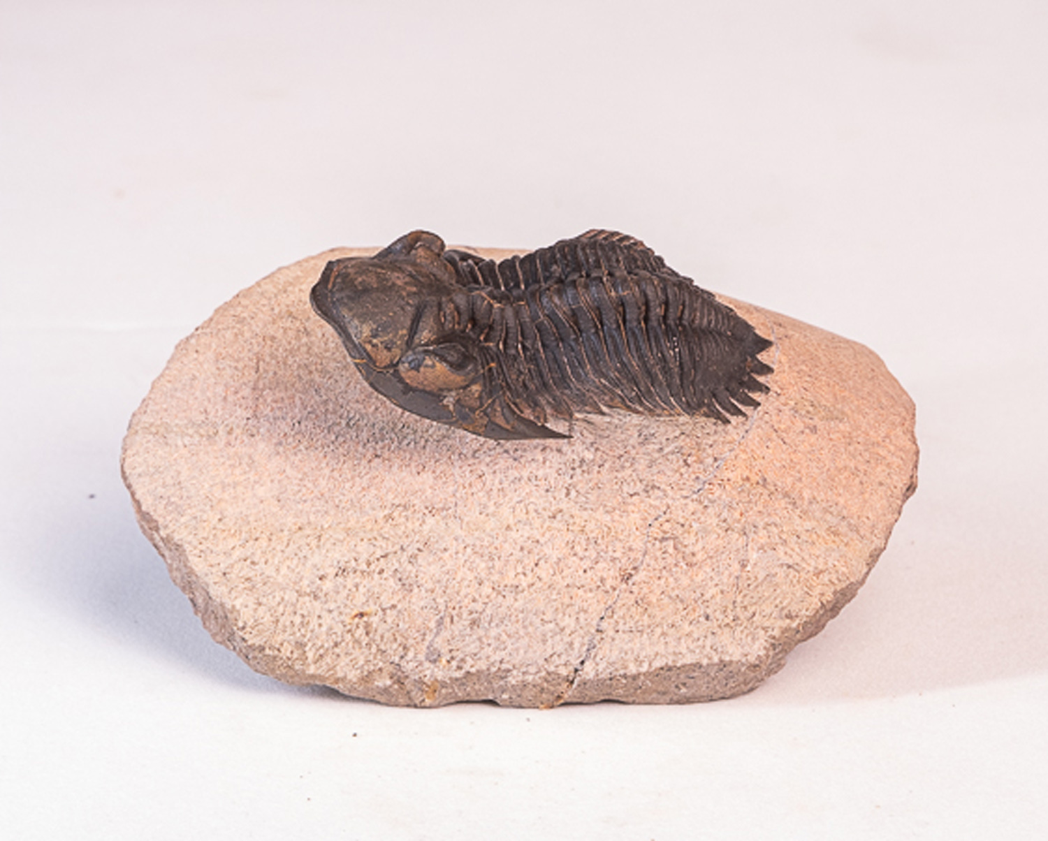 Trilobita: <i>Hollardops</i> sp. - 7