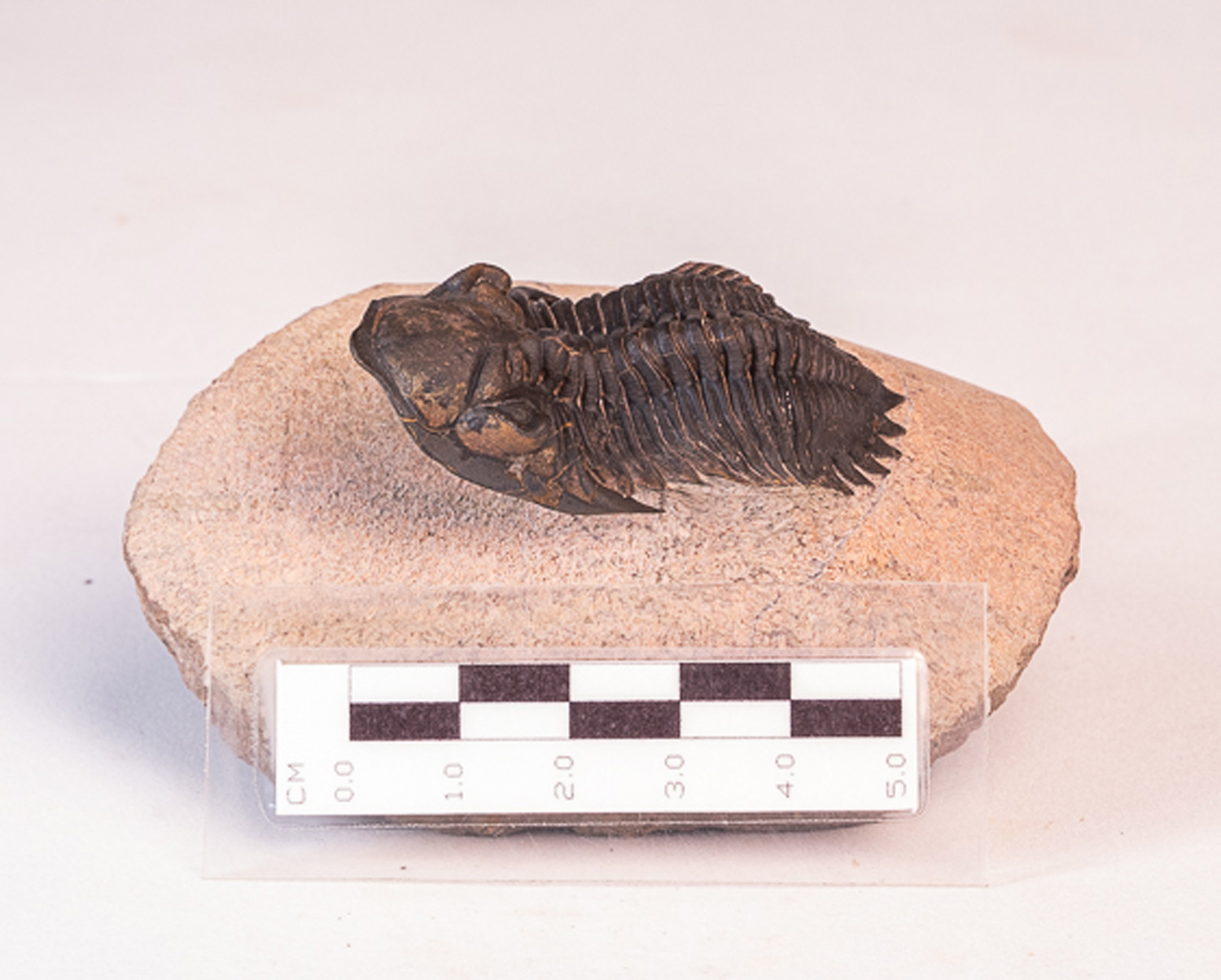 Trilobita: <i>Hollardops</i> sp. - 7 - Imagem 2