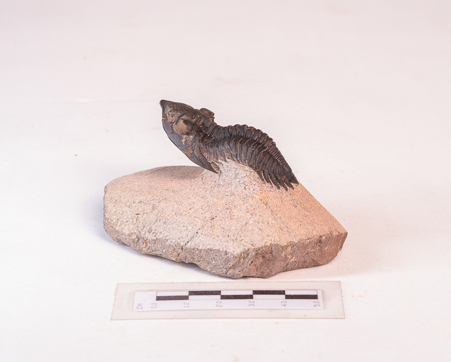 Trilobita: <i>Hollardops</i> sp. - 7 - Imagem 4
