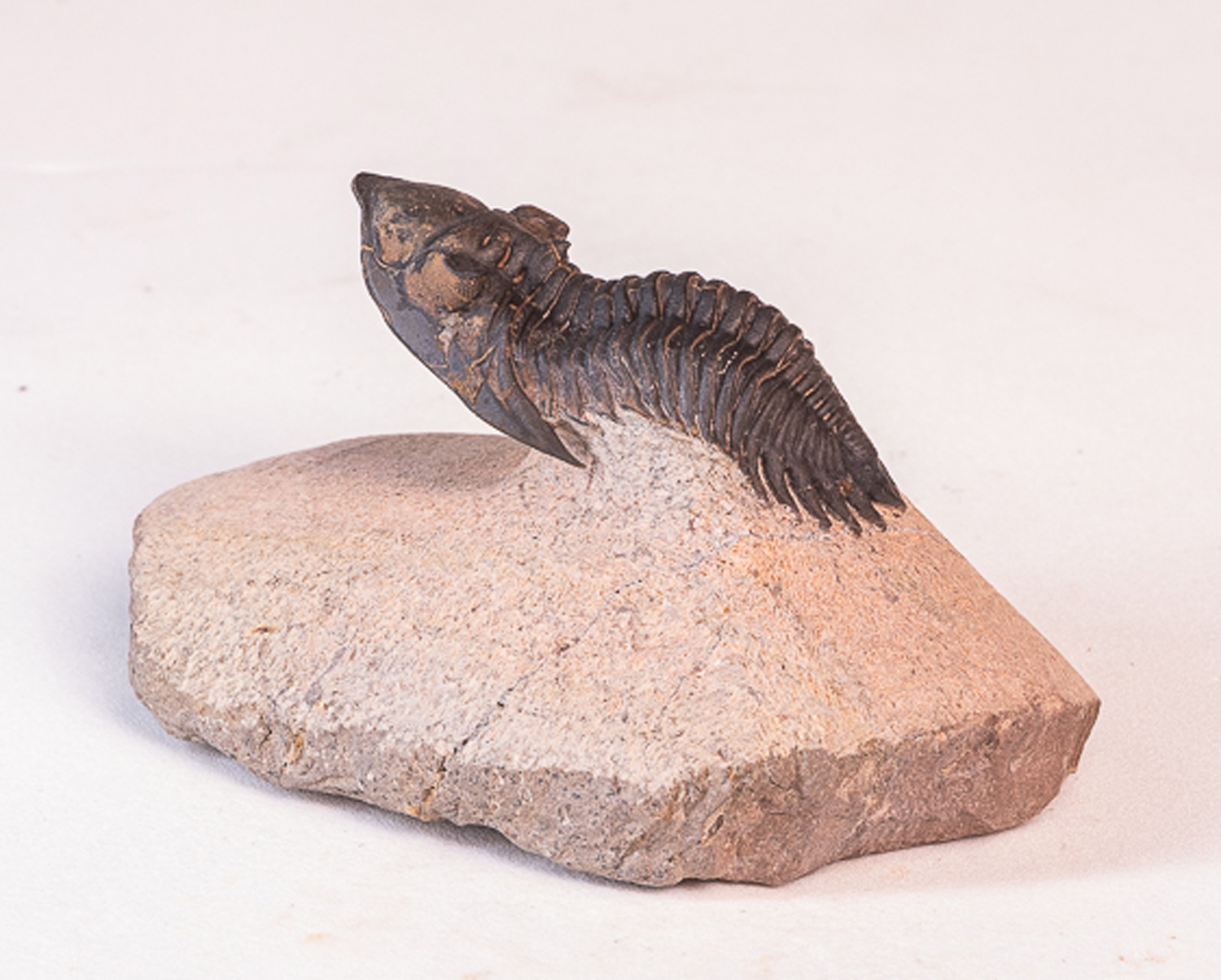 Trilobita: <i>Hollardops</i> sp. - 7 - Imagem 3