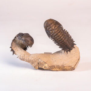 Trilobita: 2 <i>Crotalocephalus (Crotalocephalina) gibbus</i>
