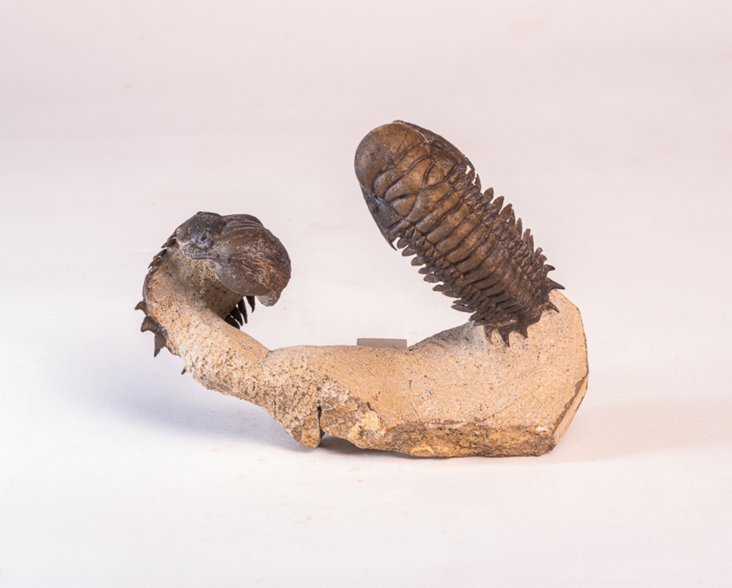 Trilobita: 2 <i>Crotalocephalus (Crotalocephalina) gibbus</i>