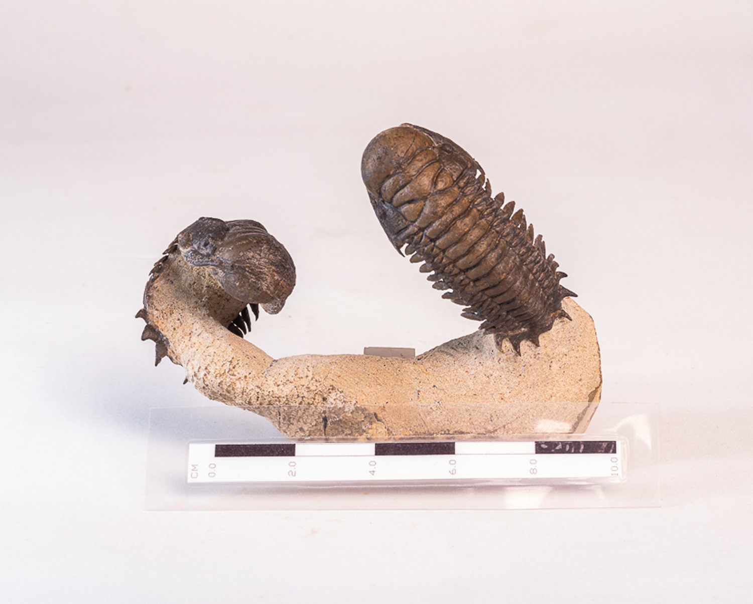 Trilobita: 2 <i>Crotalocephalus (Crotalocephalina) gibbus</i> - Imagem 2