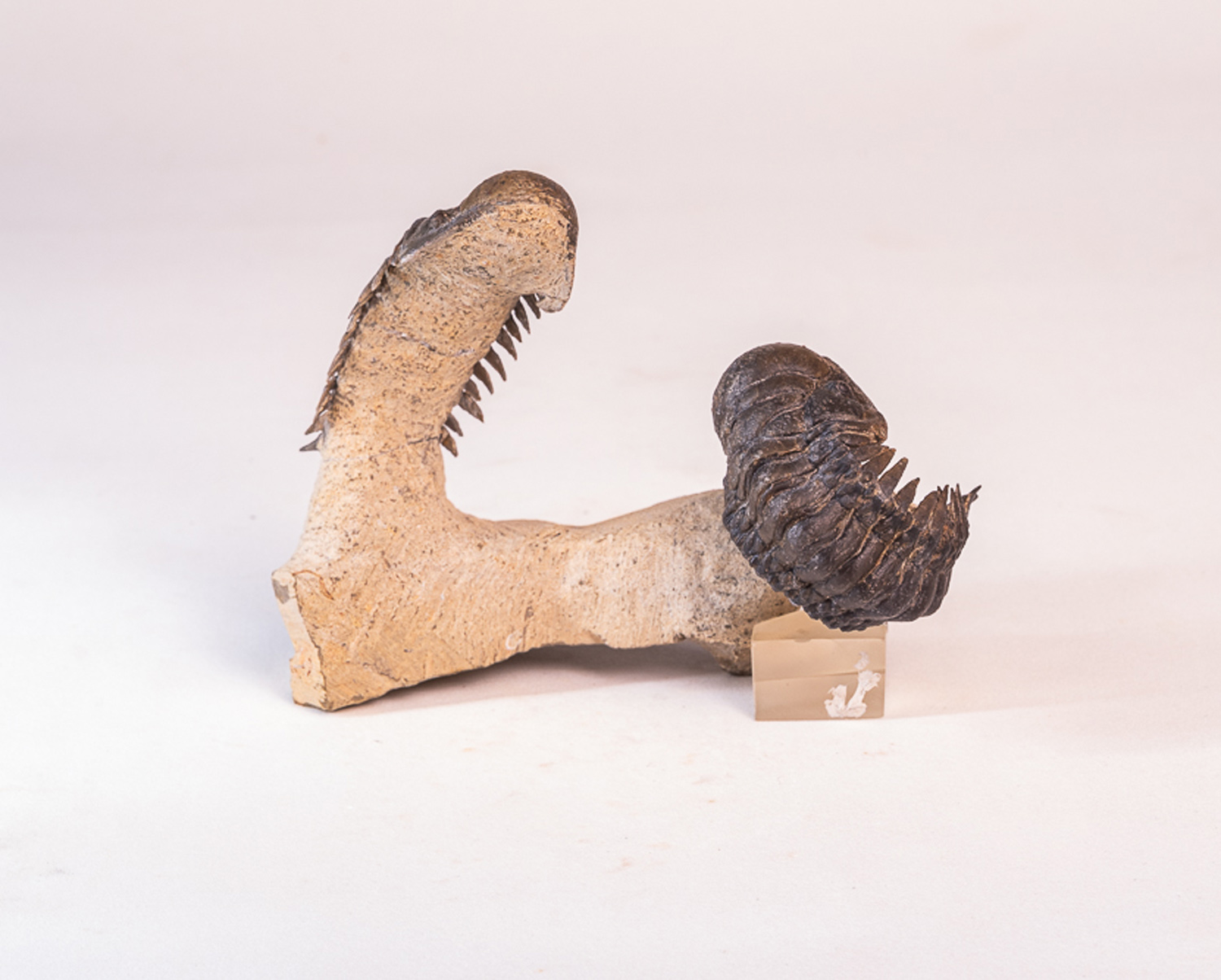 Trilobita: 2 <i>Crotalocephalus (Crotalocephalina) gibbus</i> - Imagem 3