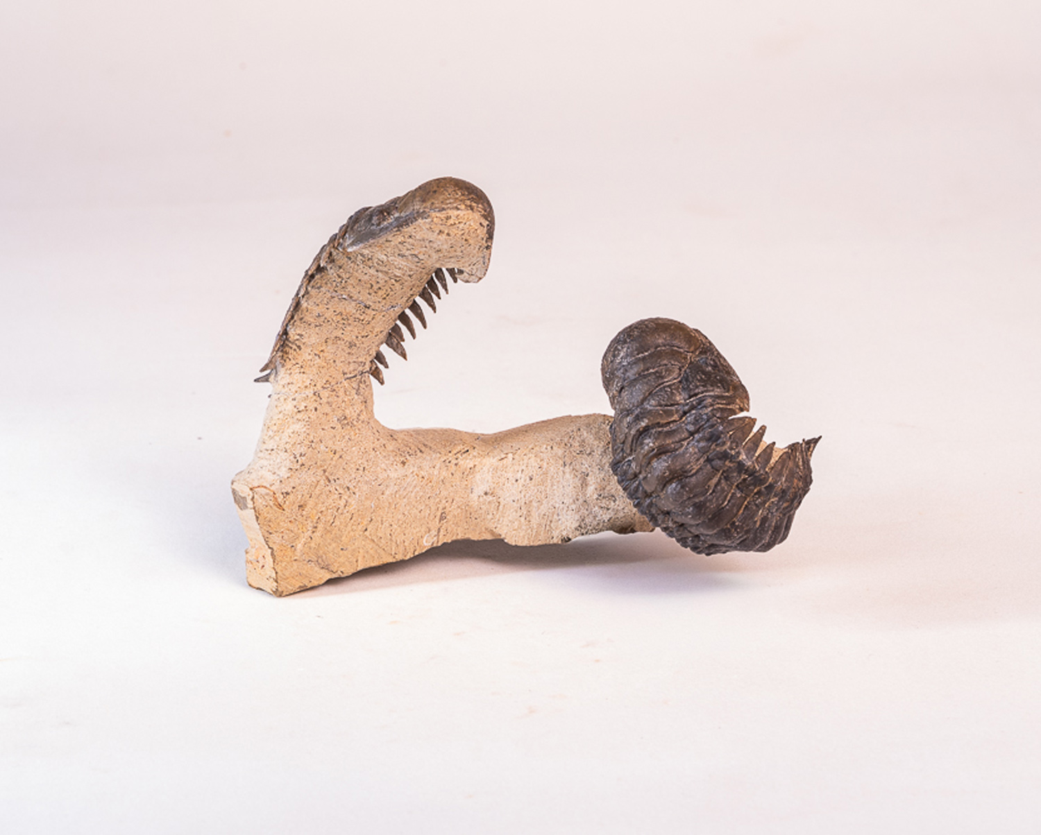 Trilobita: 2 <i>Crotalocephalus (Crotalocephalina) gibbus</i> - Imagem 4