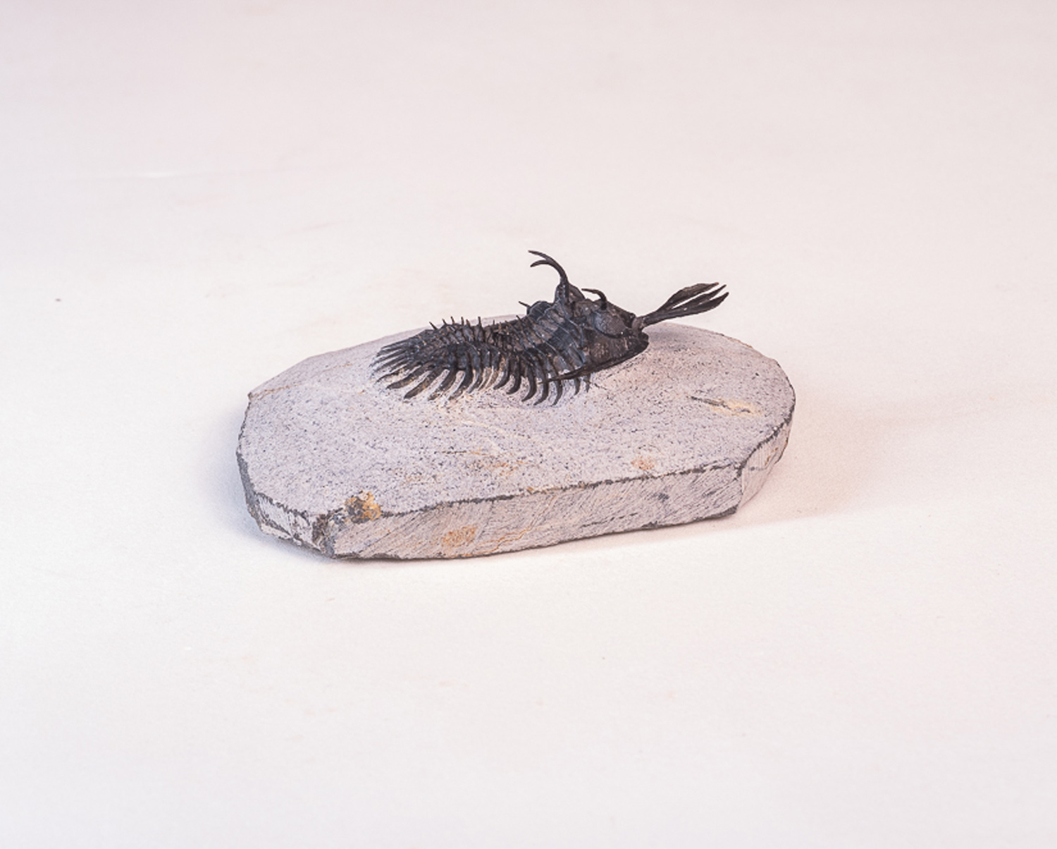 Trilobita: <i>Walliserops lindoei</i> 4 - Imagem 2
