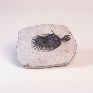 Trilobita: <i>Walliserops lindoei</i> 4