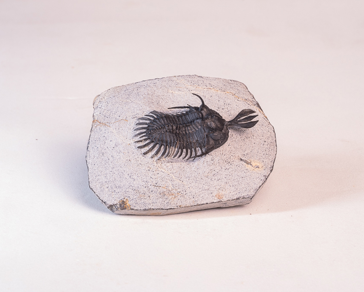 Trilobita: <i>Walliserops lindoei</i> 4