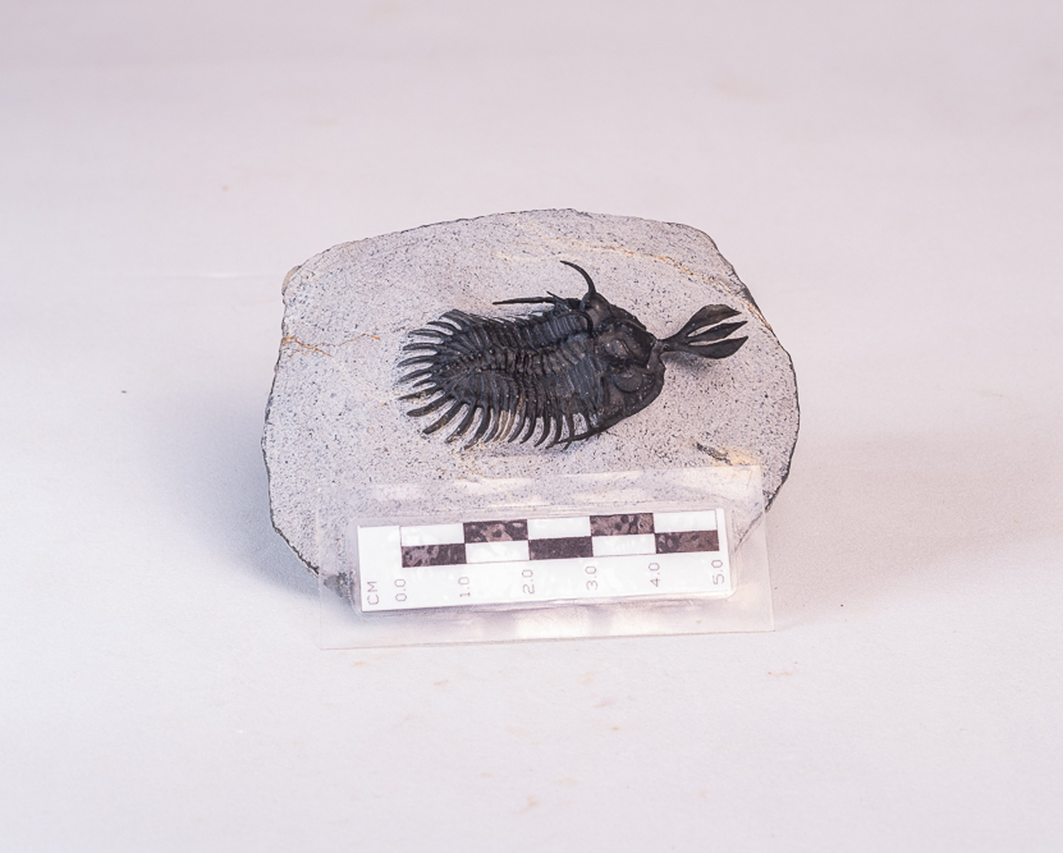 Trilobita: <i>Walliserops lindoei</i> 4 - Imagem 3