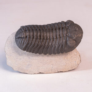 Trilobita: <i>Phacops</i> sp. 4