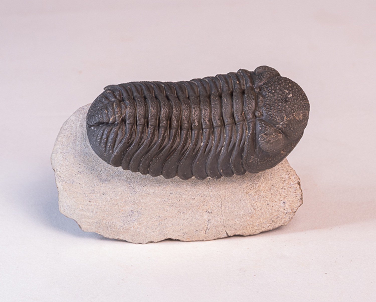 Trilobita: <i>Phacops</i> sp. 4