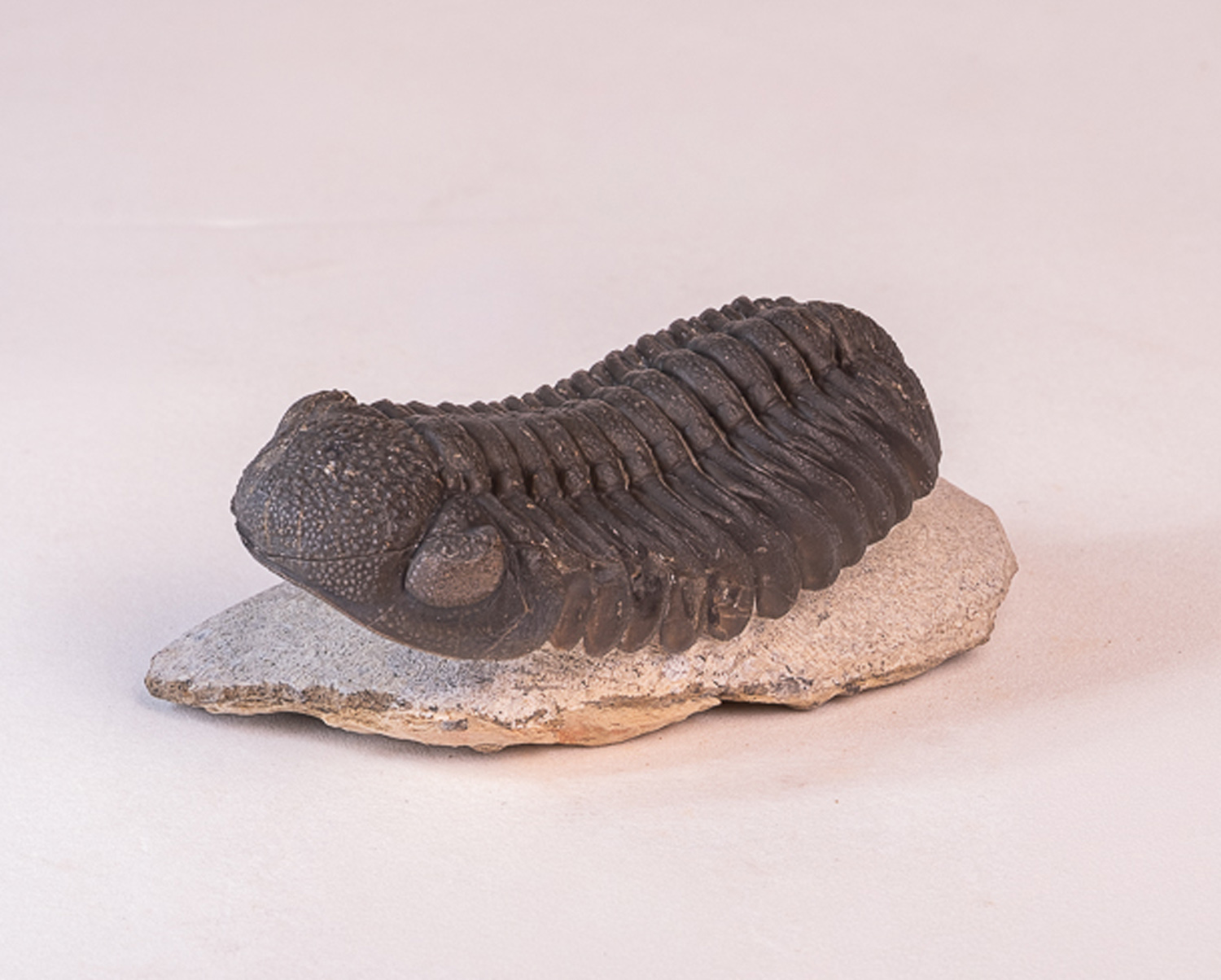 Trilobita: <i>Phacops</i> sp. 4 - Imagem 2