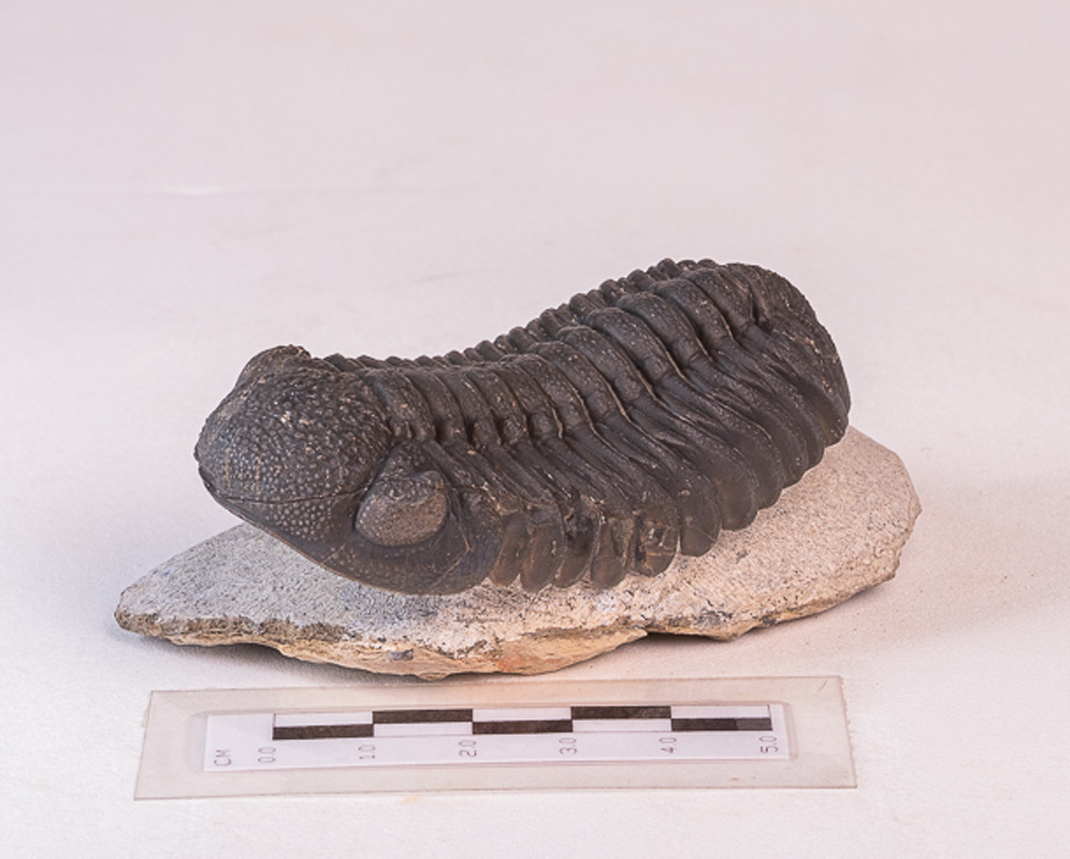 Trilobita: <i>Phacops</i> sp. 4 - Imagem 3