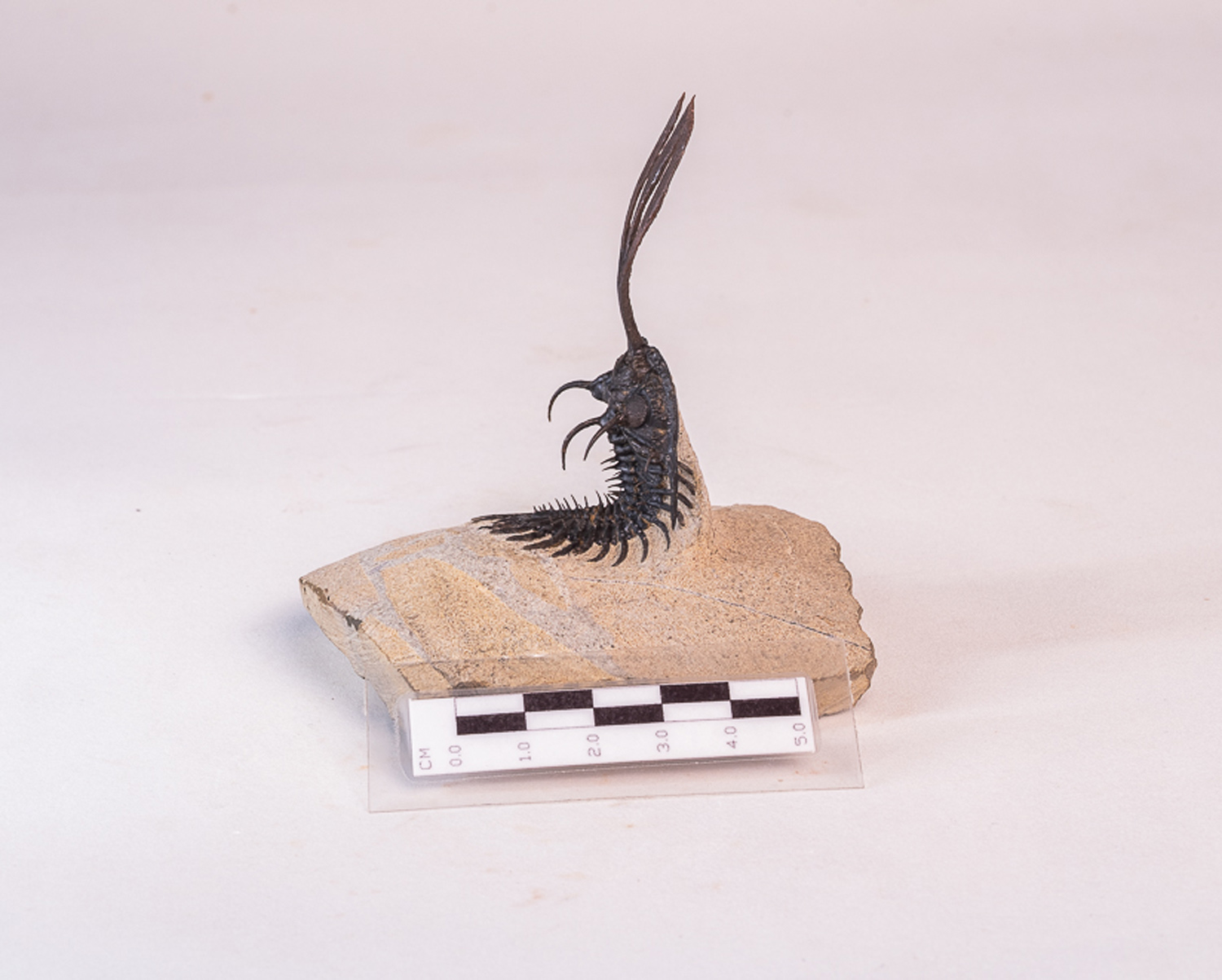 Trilobita: <i>Walliserops trifurcatus</i> 2 - Imagem 2