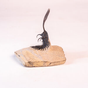 Trilobita: <i>Walliserops trifurcatus</i> 2