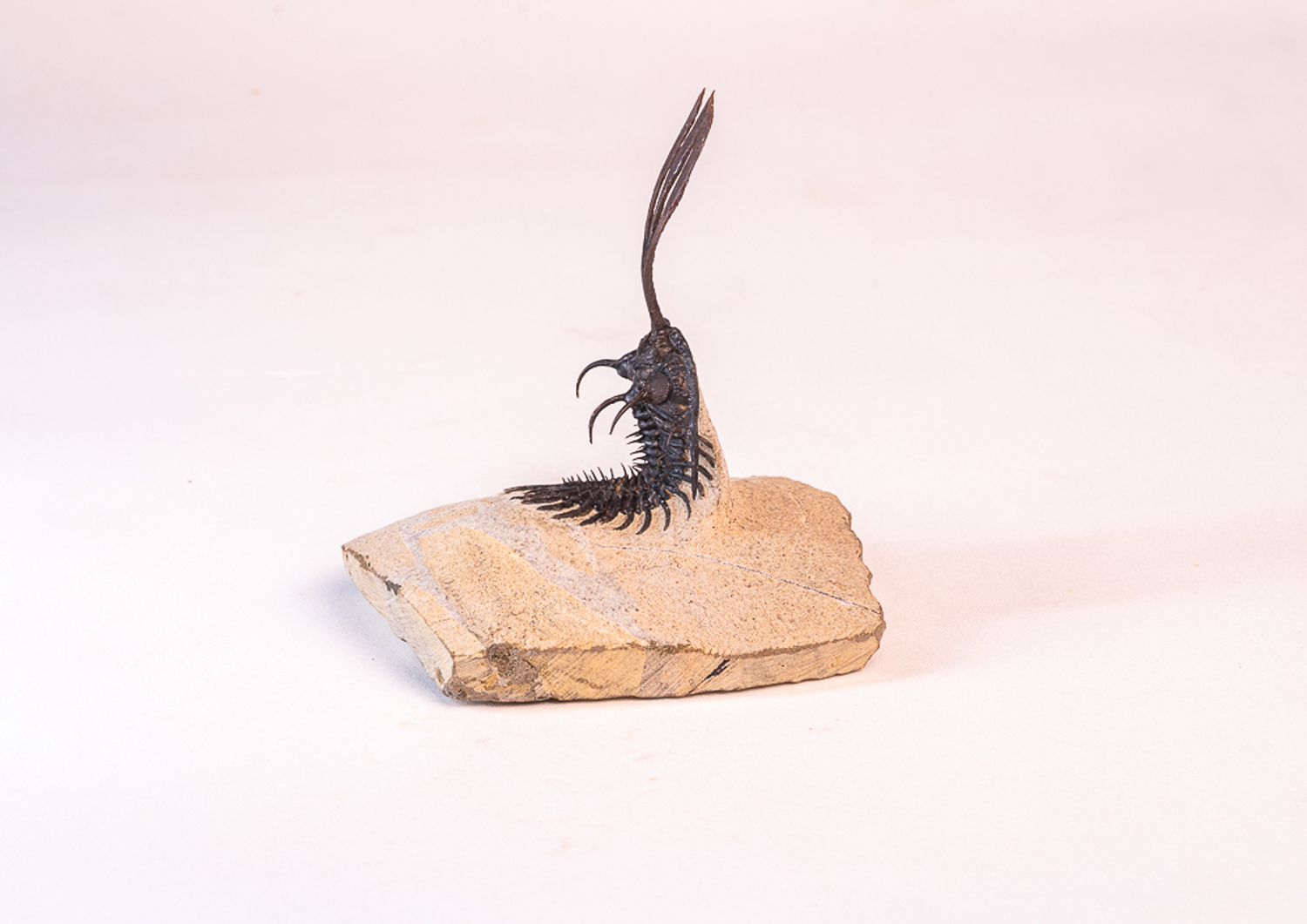 Trilobita: <i>Walliserops trifurcatus</i> 2