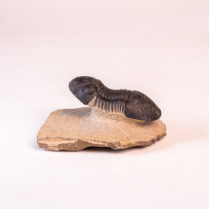 Trilobita: <i>Paralejurus</i> sp.