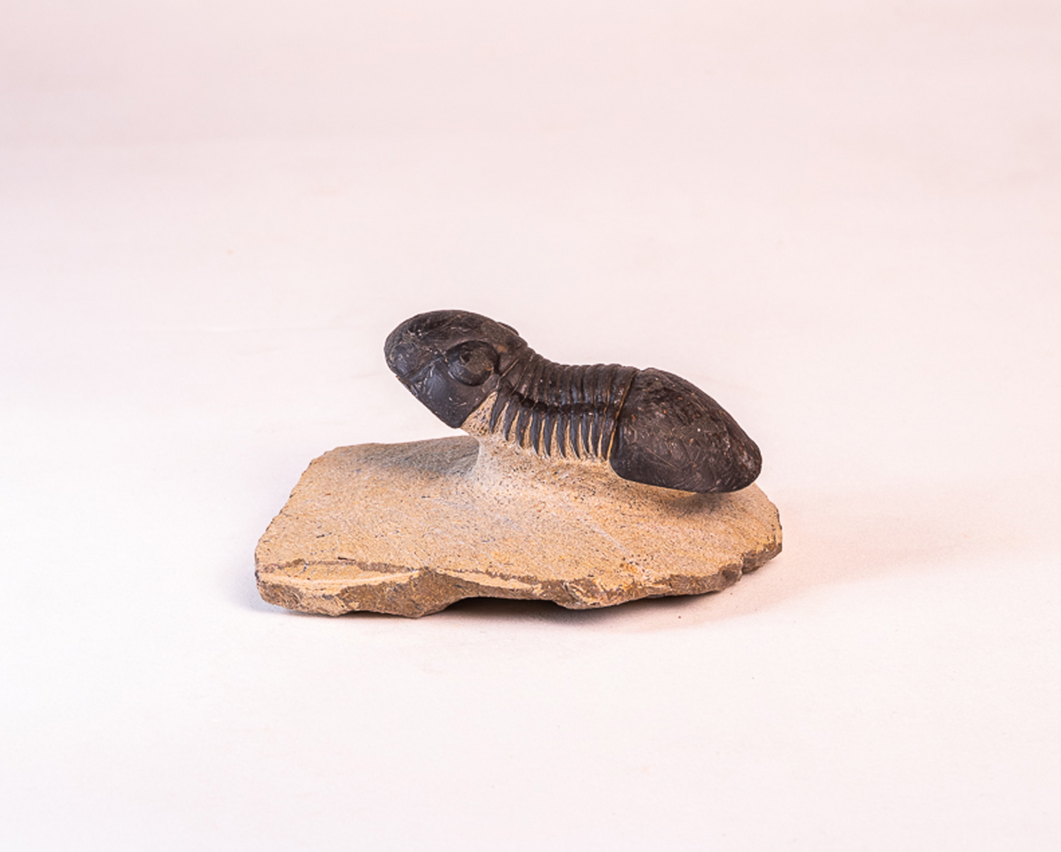 Trilobita: <i>Paralejurus</i> sp.